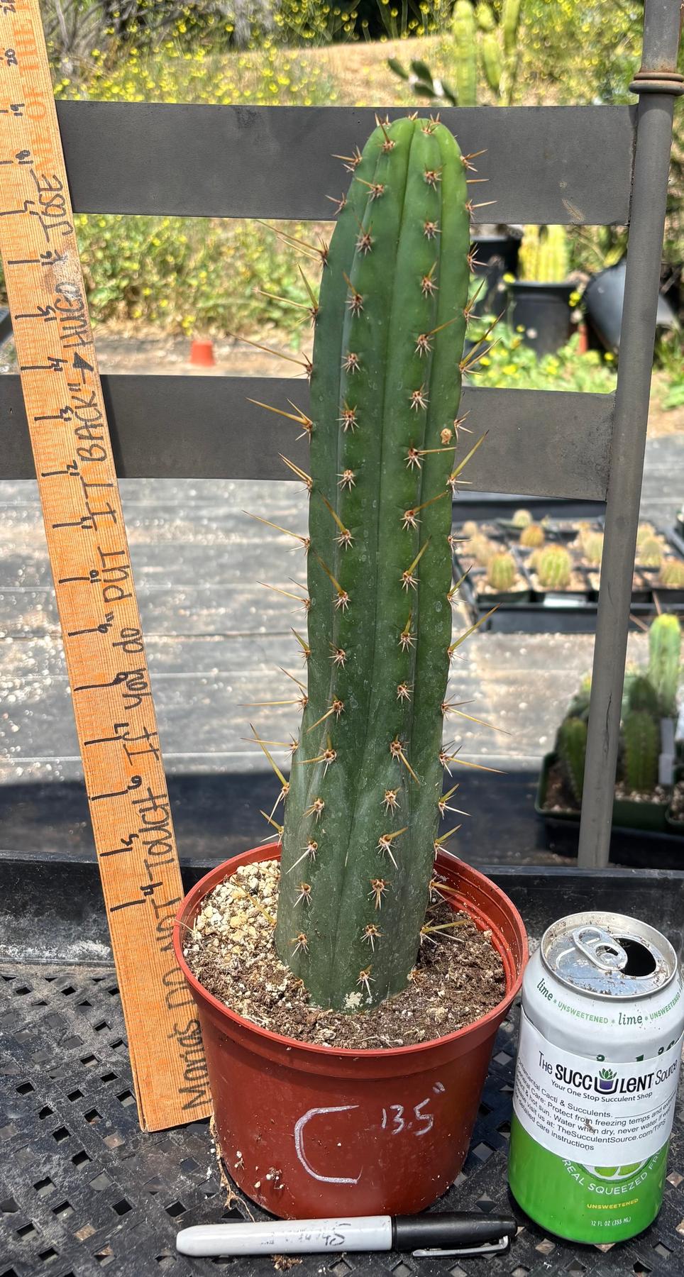 #EC13 EXACT Trichocereus Pachanoi #46 Cactus Potted & Cuttings-Cactus - Large - Exact-The Succulent Source