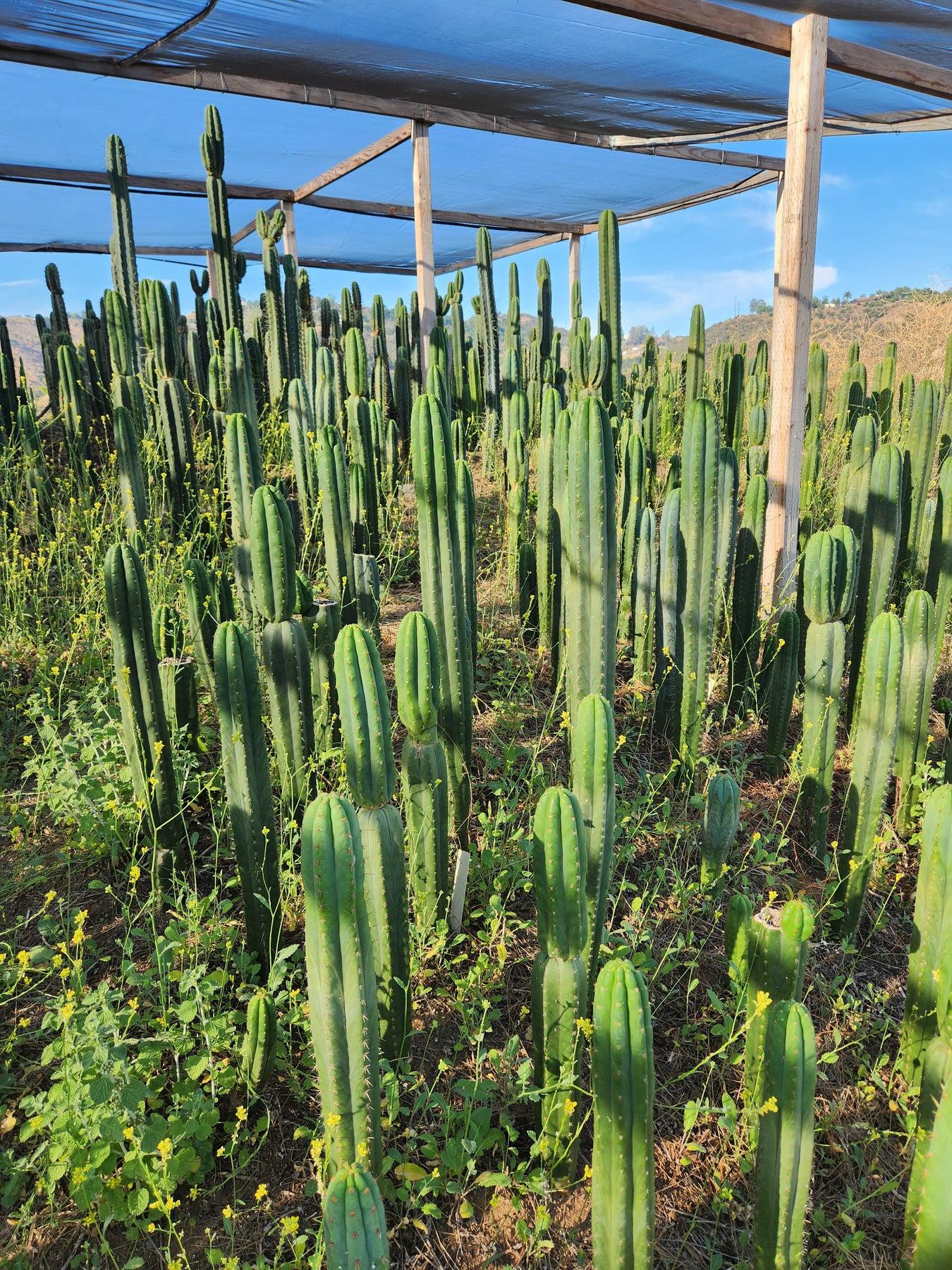 #EC13 EXACT Trichocereus Pachanoi "46" Cactus Potted 6-8"-Cactus - Large - Exact-The Succulent Source