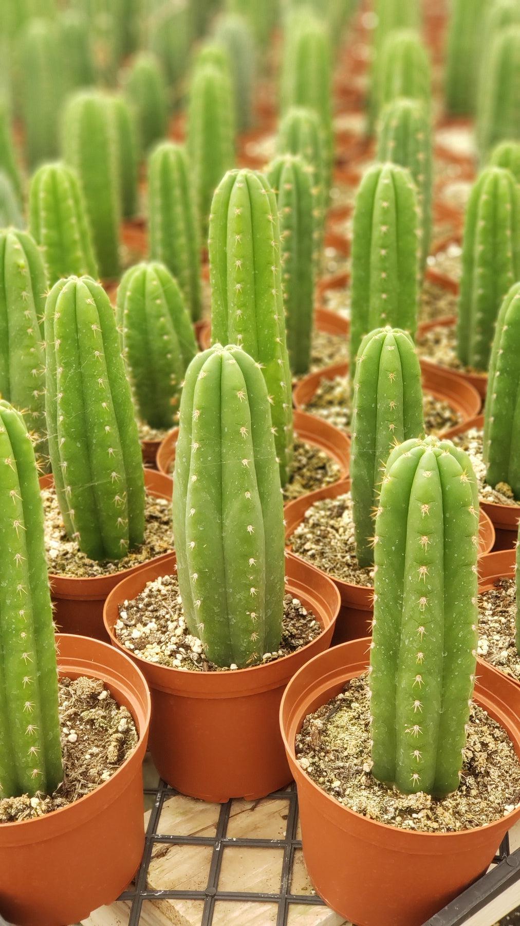 #EC13 EXACT Trichocereus Pachanoi "46" Cactus Potted 6-8"-Cactus - Large - Exact-The Succulent Source