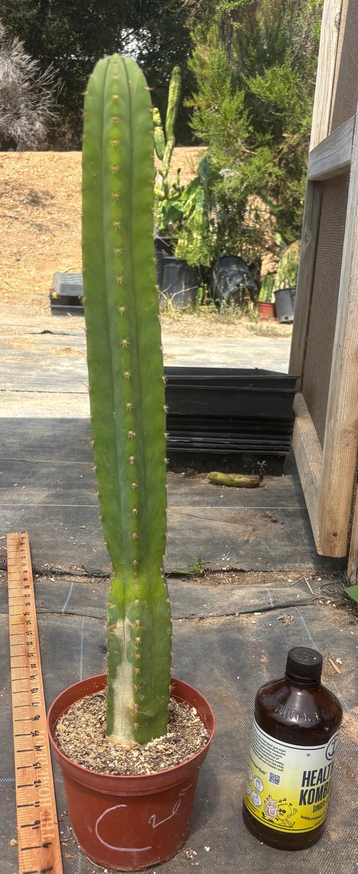 #EC13 EXACT Trichocereus Pachanoi #46 Cactus Potted & Cuttings-Cactus - Large - Exact-The Succulent Source