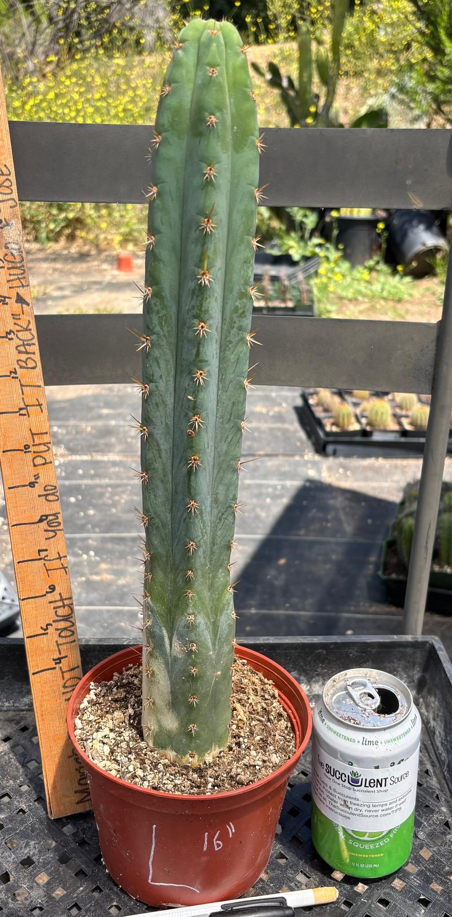 #EC13 EXACT Trichocereus Pachanoi #46 Cactus Potted & Cuttings-Cactus - Large - Exact-The Succulent Source