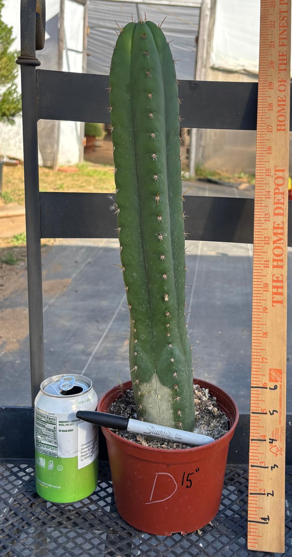 #EC13 EXACT Trichocereus Pachanoi #46 Cactus Potted & Cuttings-Cactus - Large - Exact-The Succulent Source