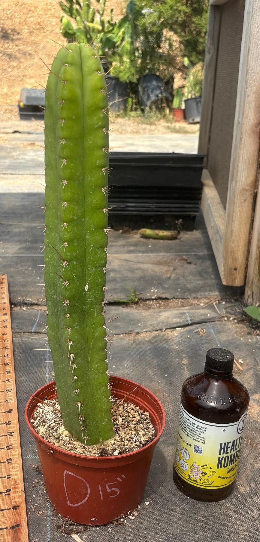 #EC13 EXACT Trichocereus Pachanoi #46 Cactus Potted & Cuttings-Cactus - Large - Exact-The Succulent Source