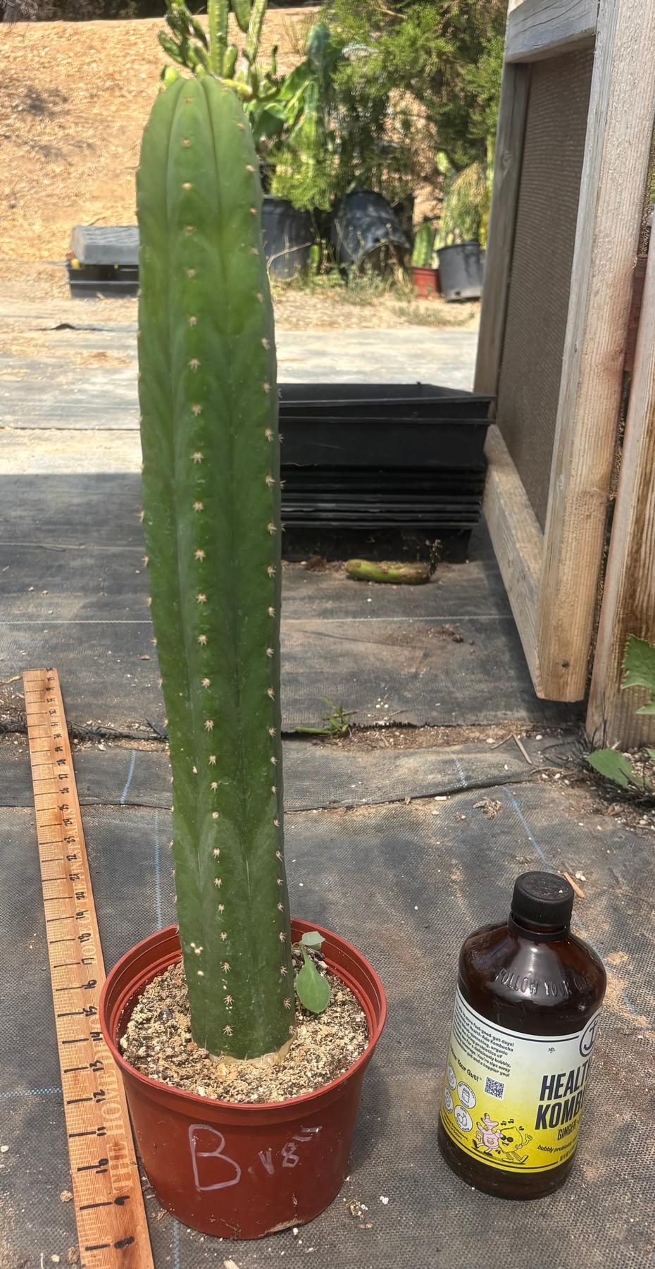 #EC13 EXACT Trichocereus Pachanoi #46 Cactus Potted & Cuttings-Cactus - Large - Exact-The Succulent Source