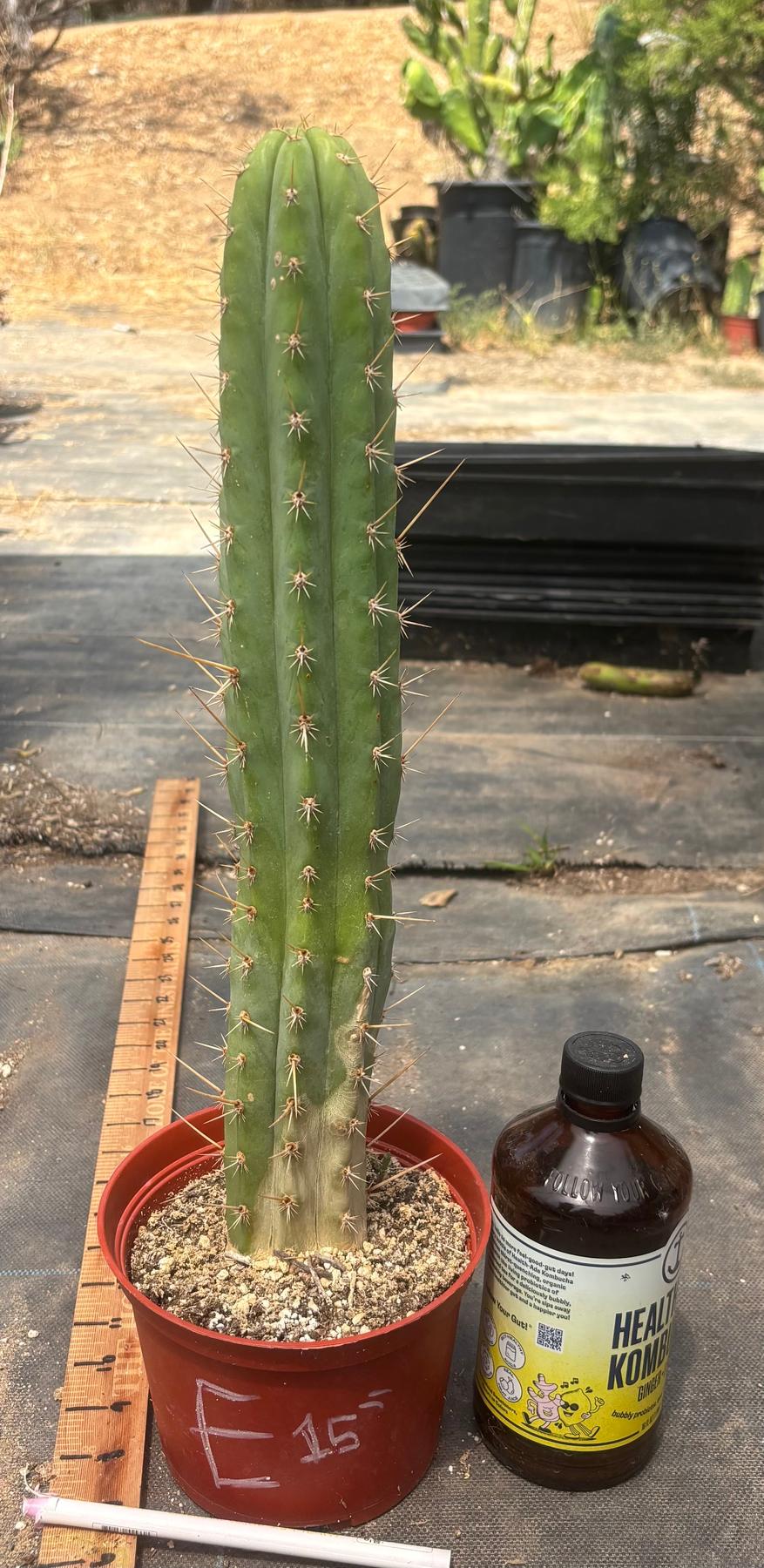 #EC13 EXACT Trichocereus Pachanoi #46 Cactus Potted & Cuttings-Cactus - Large - Exact-The Succulent Source