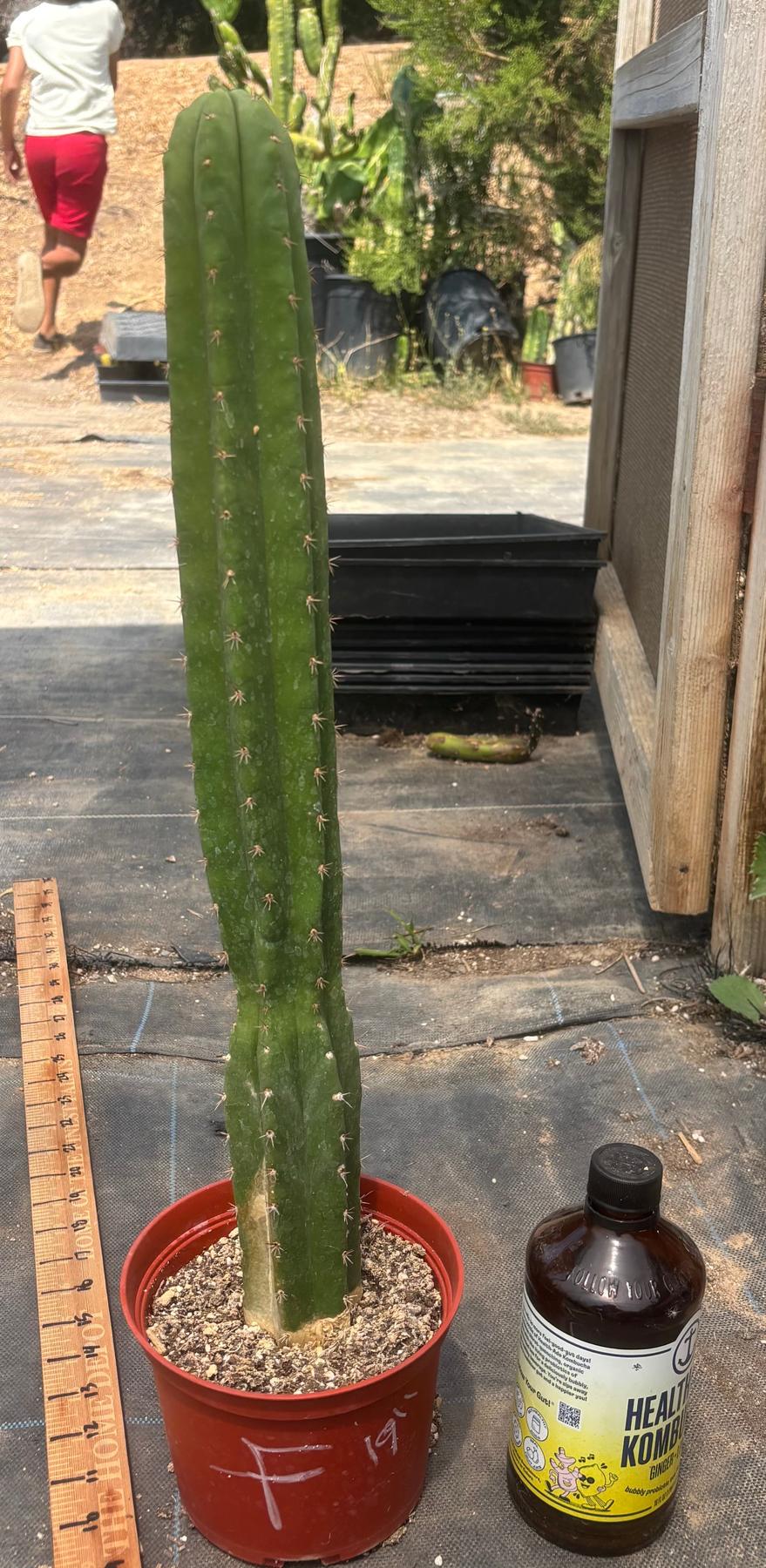 #EC13 EXACT Trichocereus Pachanoi #46 Cactus Potted & Cuttings-Cactus - Large - Exact-The Succulent Source