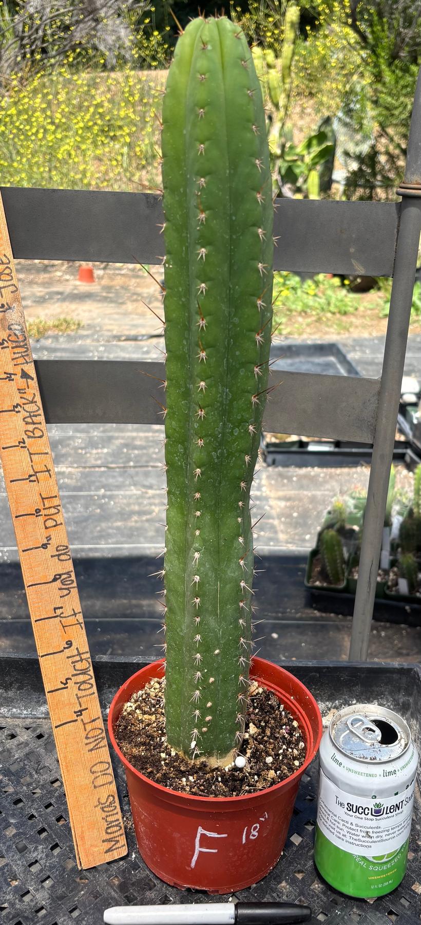 #EC13 EXACT Trichocereus Pachanoi #46 Cactus Potted & Cuttings-Cactus - Large - Exact-The Succulent Source
