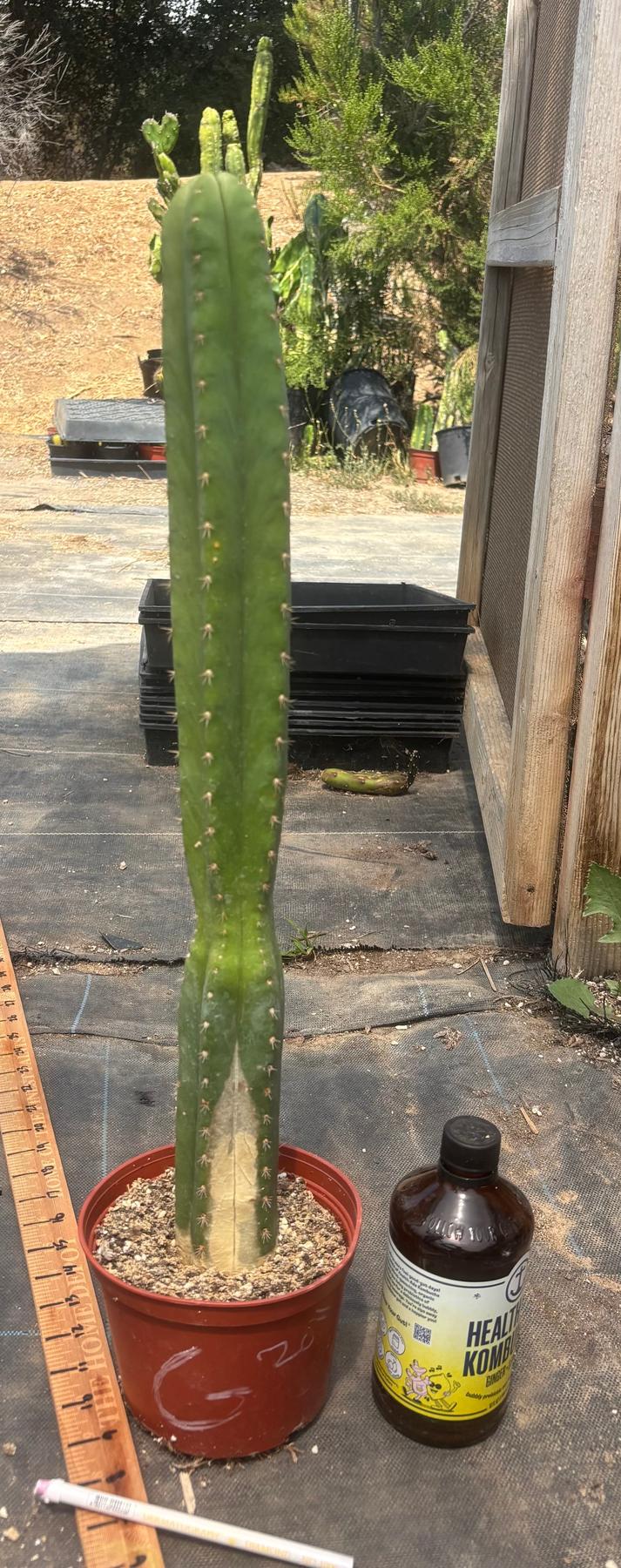 #EC13 EXACT Trichocereus Pachanoi #46 Cactus Potted & Cuttings-Cactus - Large - Exact-The Succulent Source
