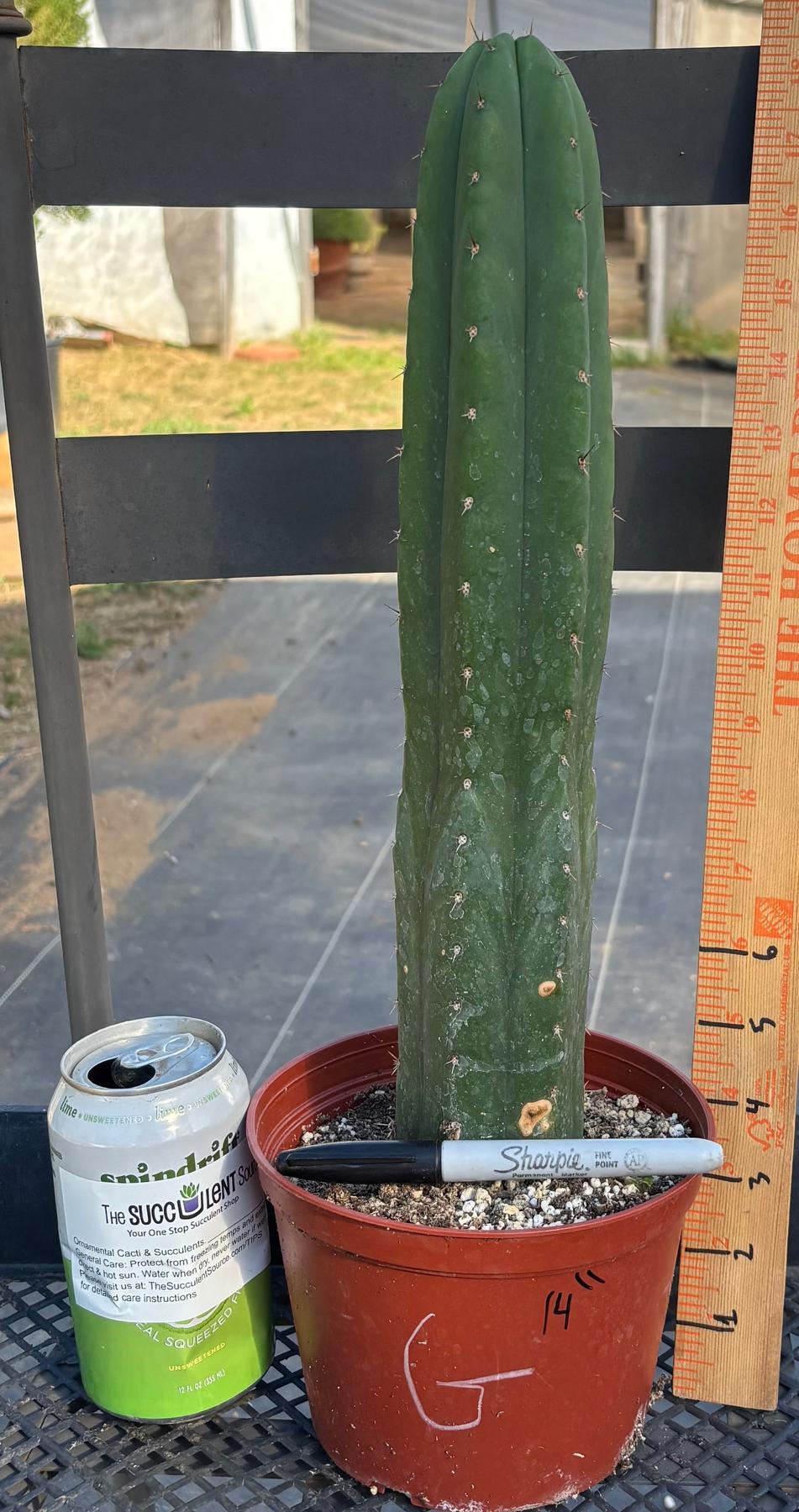 #EC13 EXACT Trichocereus Pachanoi #46 Cactus Potted & Cuttings-Cactus - Large - Exact-The Succulent Source