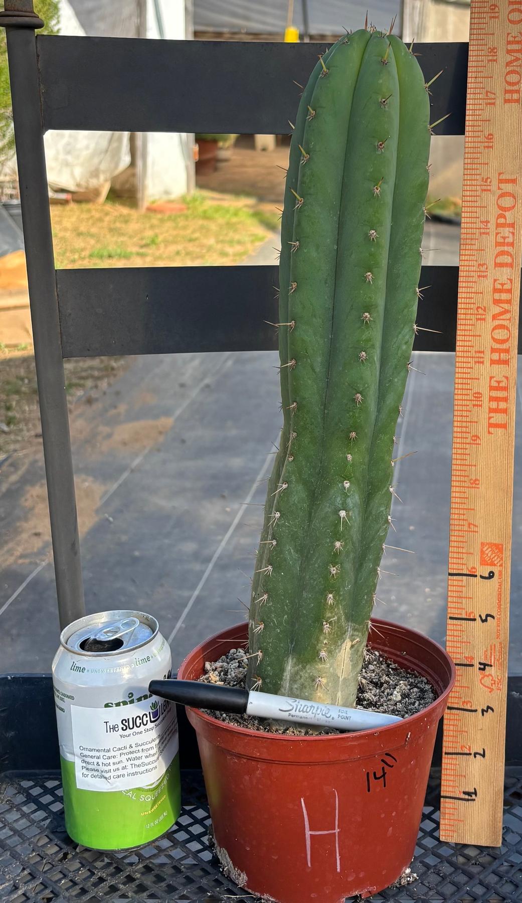 #EC13 EXACT Trichocereus Pachanoi #46 Cactus Potted & Cuttings-Cactus - Large - Exact-The Succulent Source