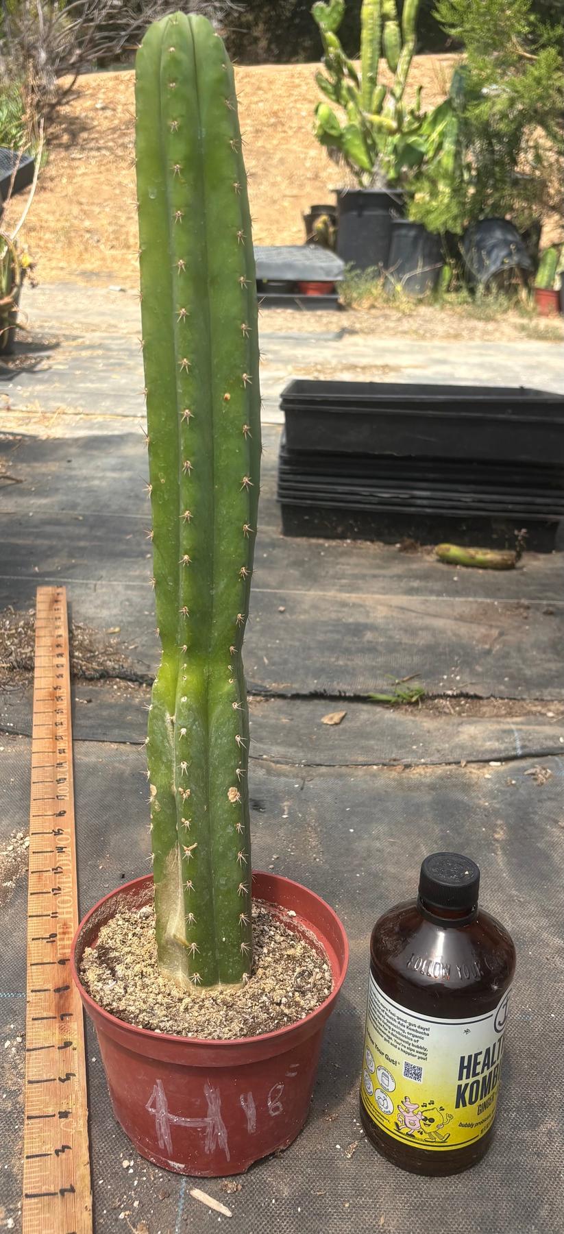 #EC13 EXACT Trichocereus Pachanoi #46 Cactus Potted & Cuttings-Cactus - Large - Exact-The Succulent Source