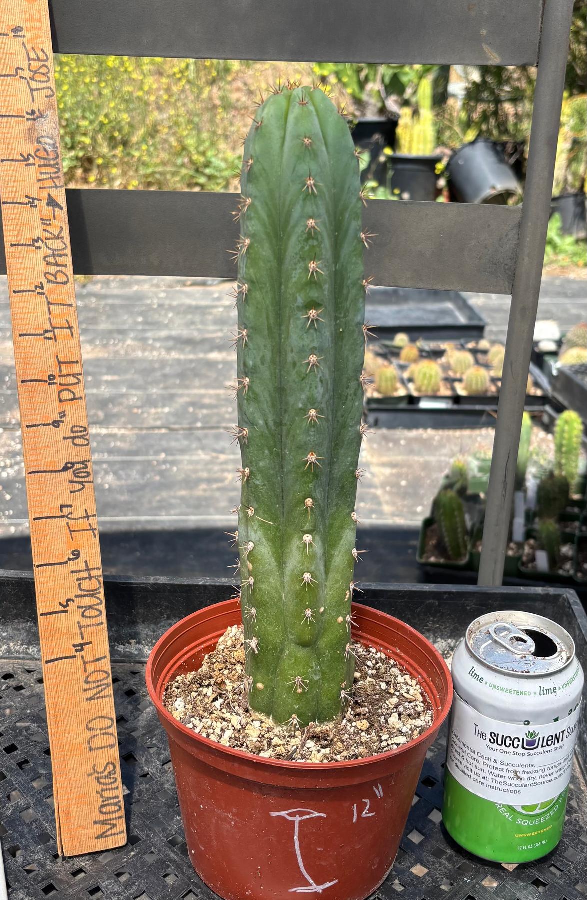 #EC13 EXACT Trichocereus Pachanoi #46 Cactus Potted & Cuttings-Cactus - Large - Exact-The Succulent Source