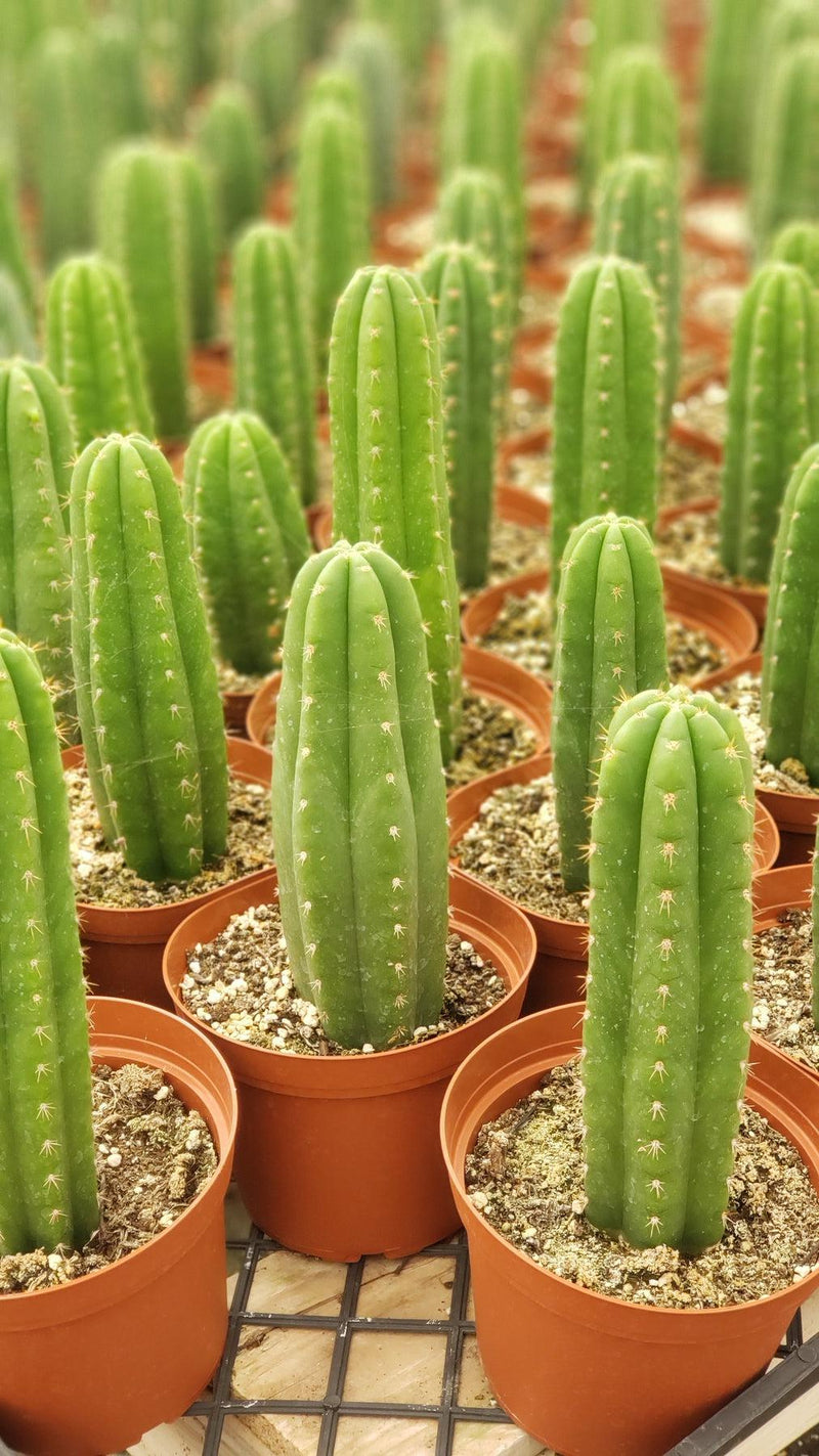 #EC13 EXACT Trichocereus Pachanoi "46" Cactus Potted & Cuttings