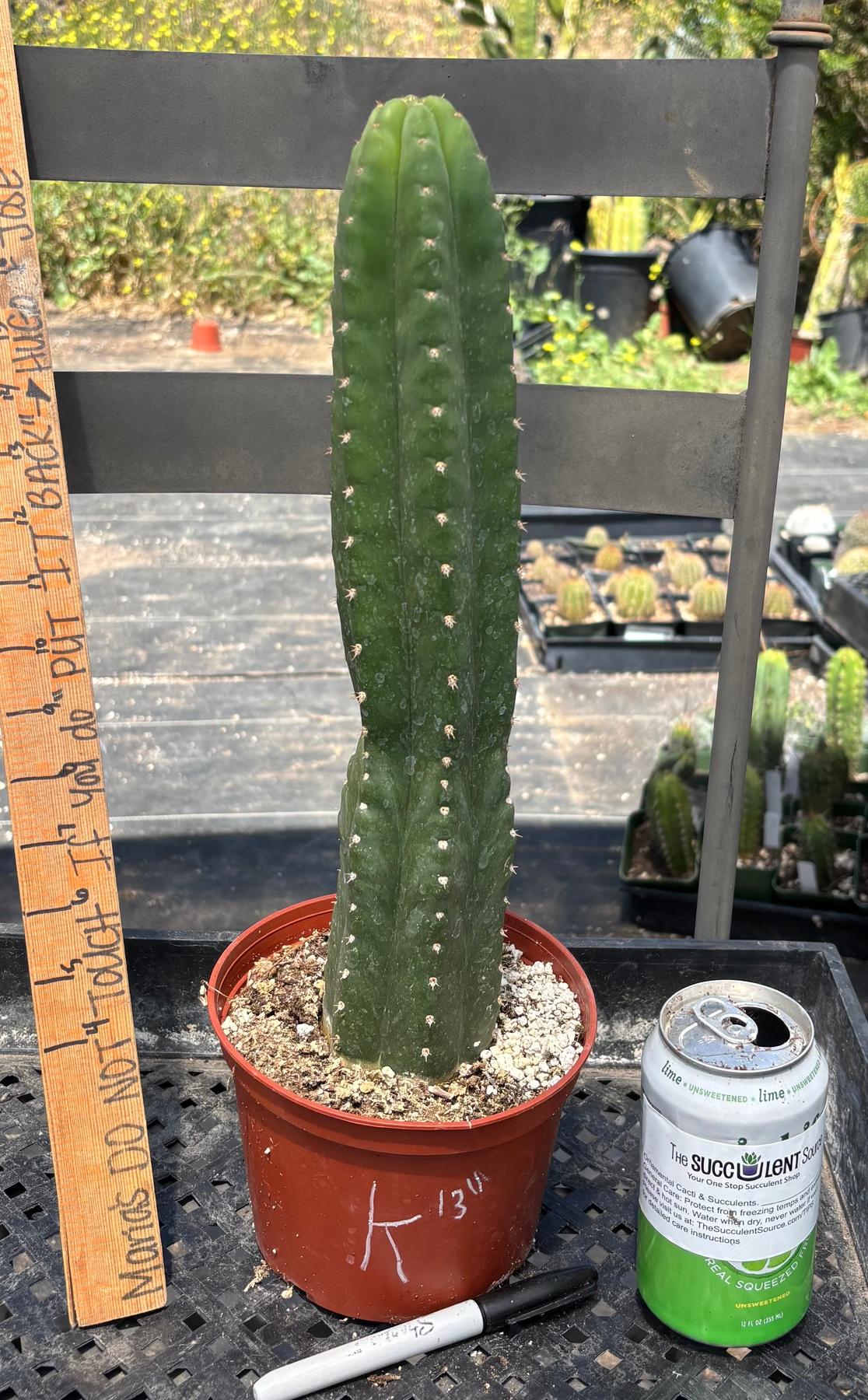 San Pedro Cactus for Sale Trichocereus - #EC13 EXACT Trichocereus