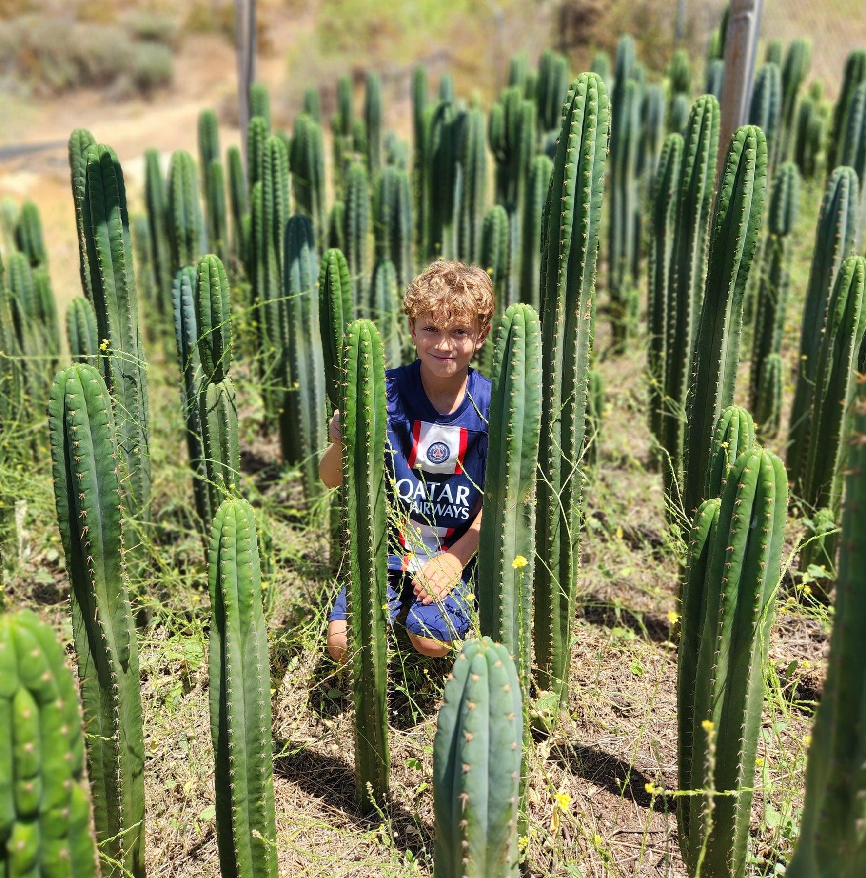 #EC13 EXACT Trichocereus Pachanoi "46" Cactus Potted & Cuttings-Cactus - Large - Exact-The Succulent Source