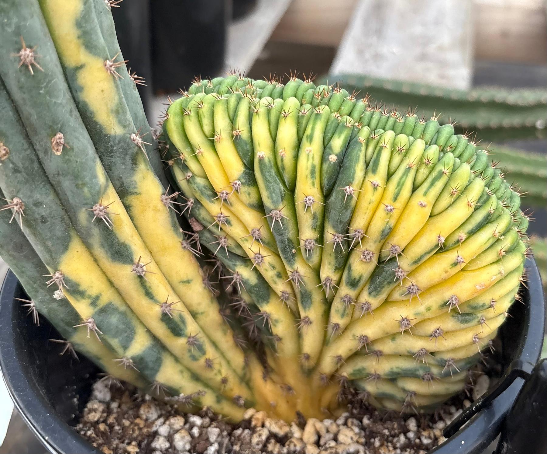 #EC131 EXACT Trichocereus Pachanoi Variegated Crested Cactus 13.5”-Cactus - Large - Exact-The Succulent Source