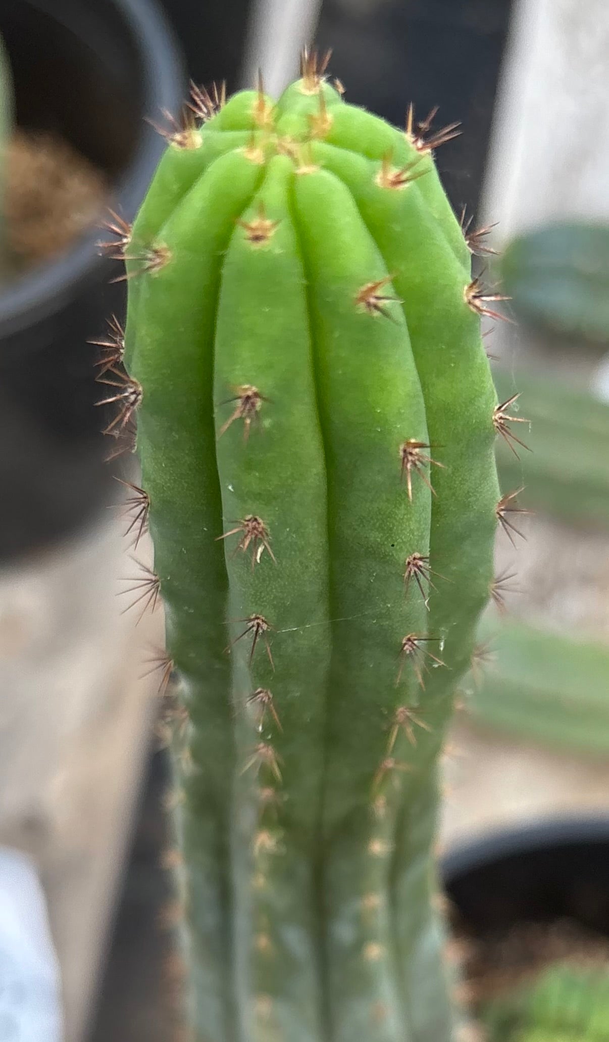 #EC131 EXACT Trichocereus Pachanoi Variegated Crested Cactus 13.5”-Cactus - Large - Exact-The Succulent Source