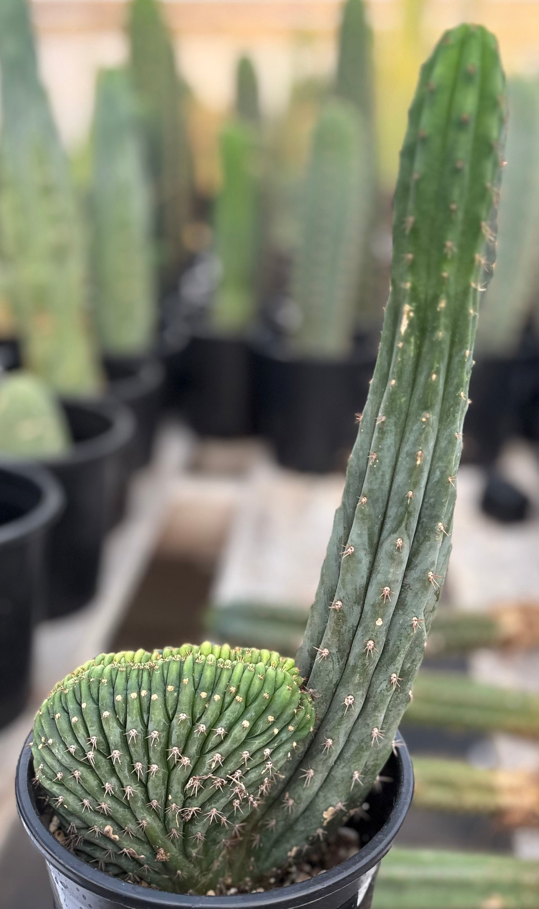#EC131 EXACT Trichocereus Pachanoi Variegated Crested Cactus 13.5”-Cactus - Large - Exact-The Succulent Source