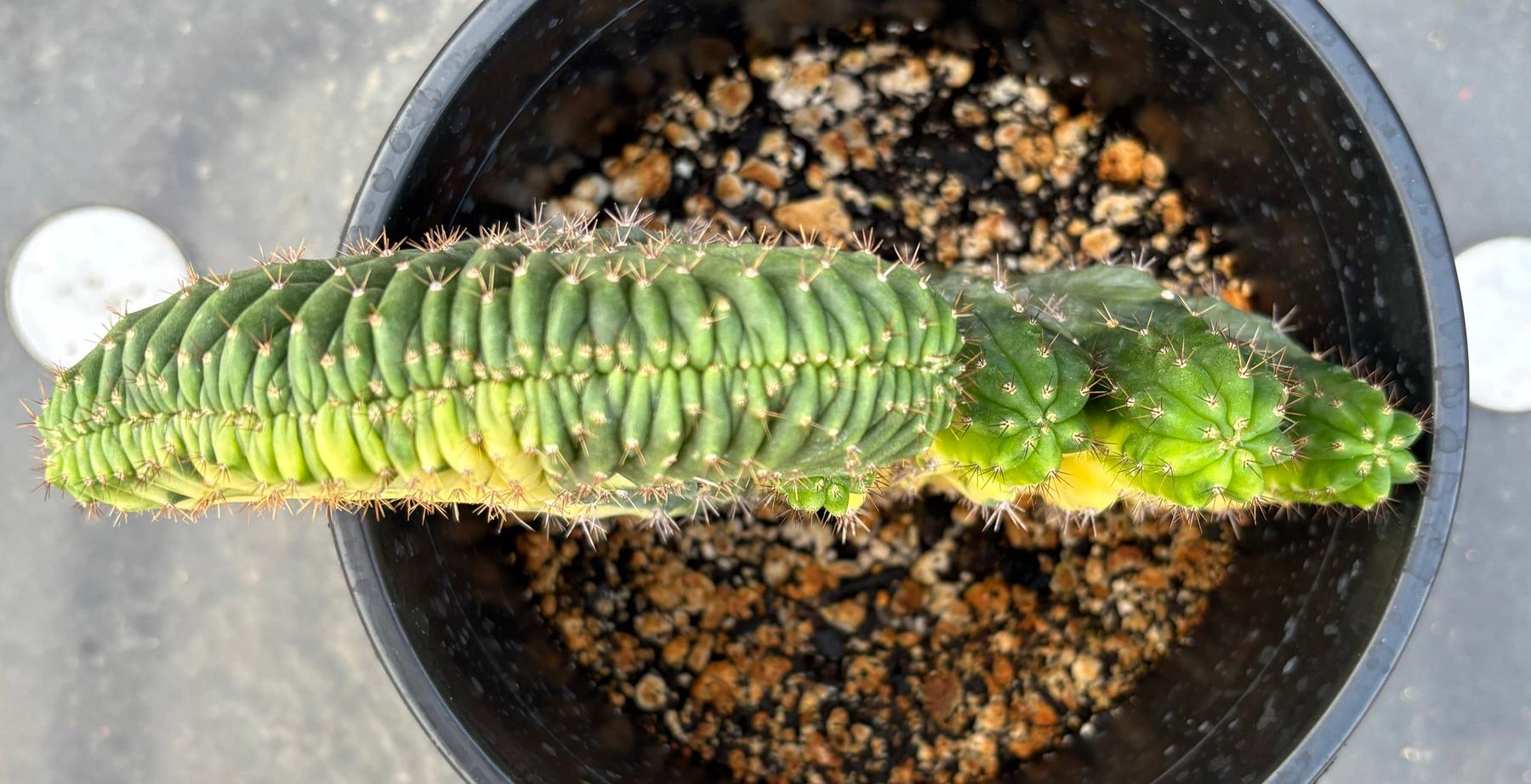 #EC131 EXACT Trichocereus Pachanoi Variegated Crested Cactus-Cactus - Large - Exact-The Succulent Source