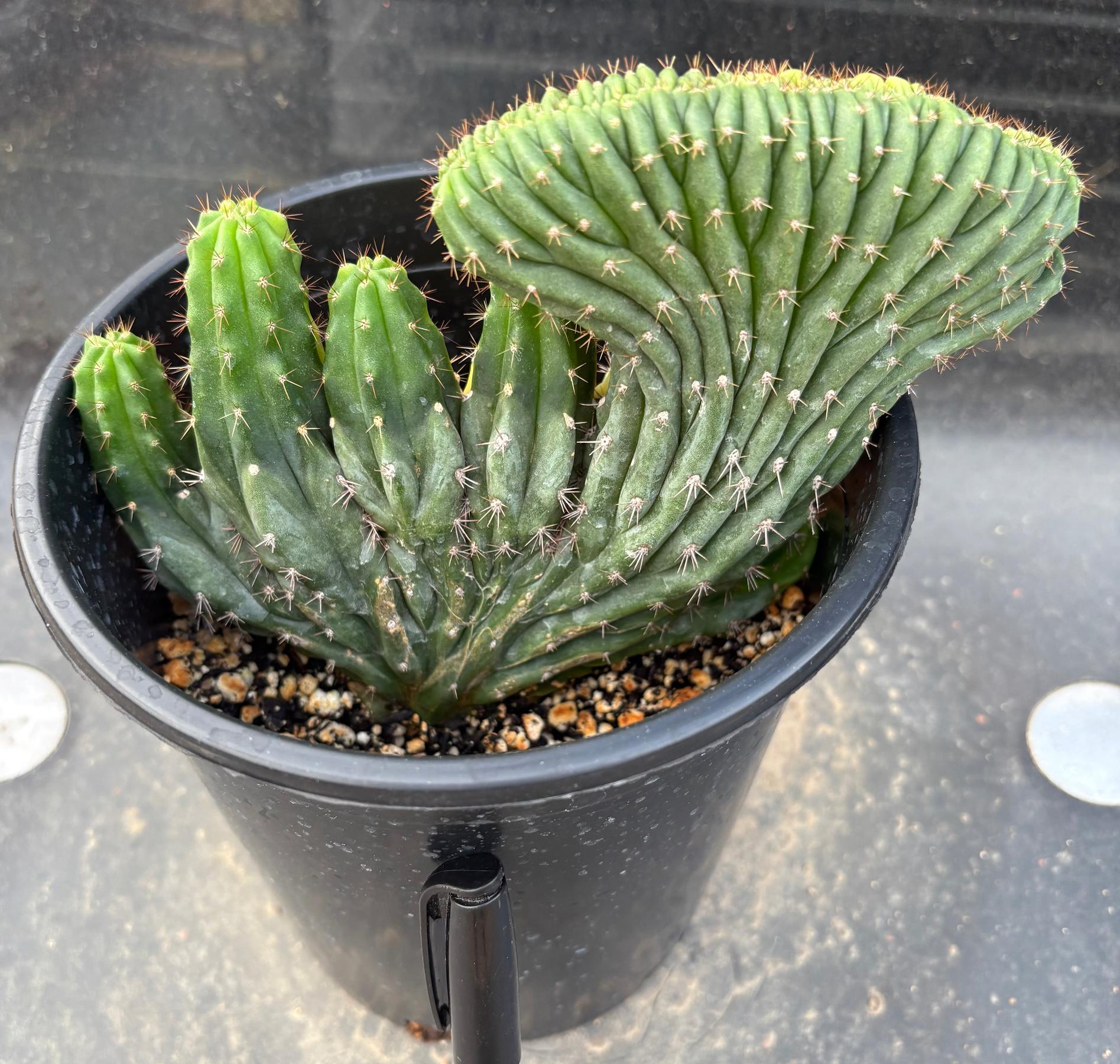 #EC131 EXACT Trichocereus Pachanoi Variegated Crested Cactus-Cactus - Large - Exact-The Succulent Source