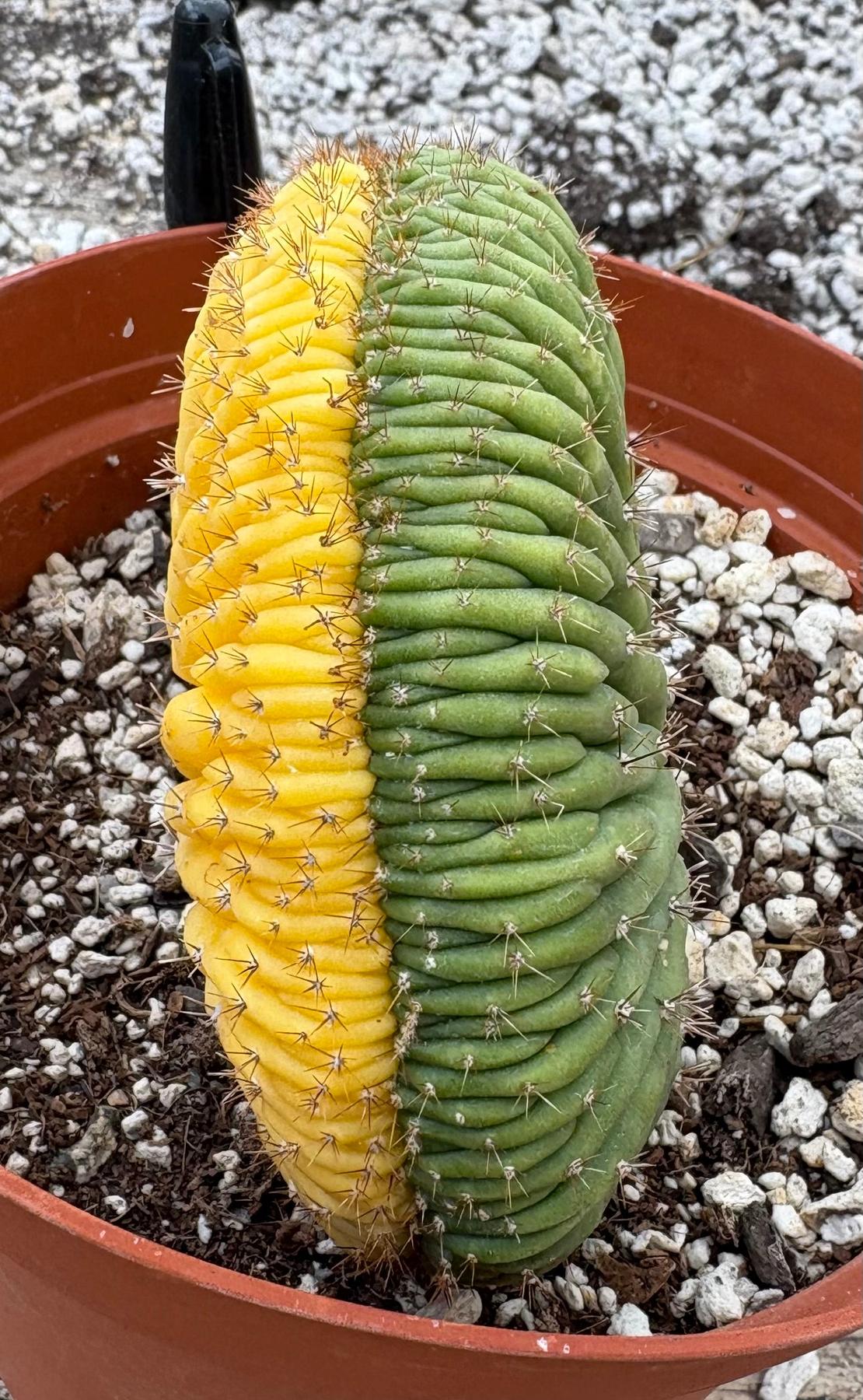 #EC131 EXACT Trichocereus Pachanoi Variegated Crested Cactus-Cactus - Large - Exact-The Succulent Source