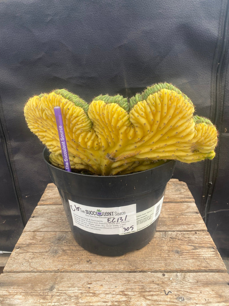 #EC131 EXACT Trichocereus Pachanoi Variegated Crested Cactus