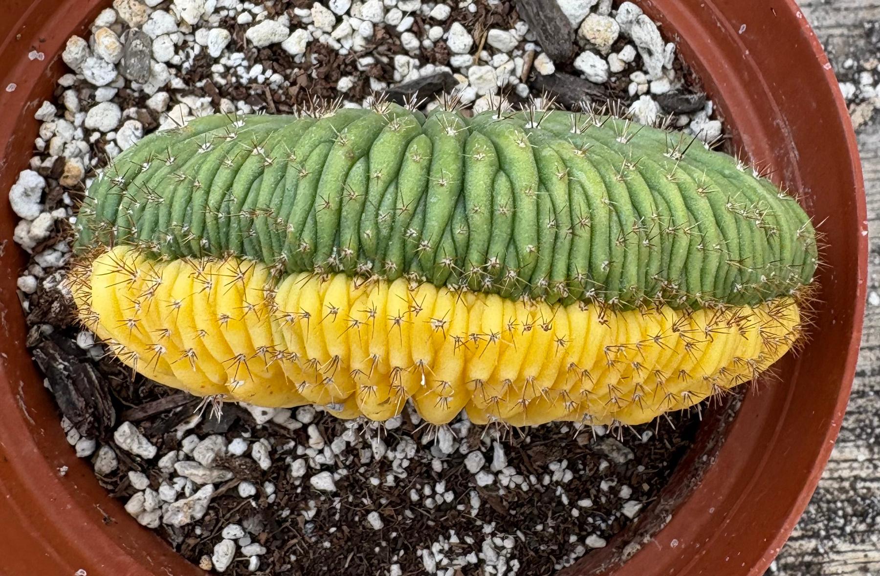 #EC131 EXACT Trichocereus Pachanoi Variegated Crested Cactus-Cactus - Large - Exact-The Succulent Source