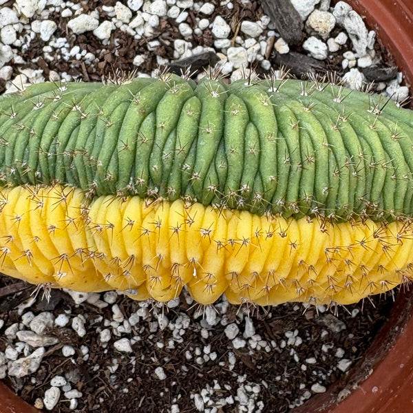 Crested Cactus