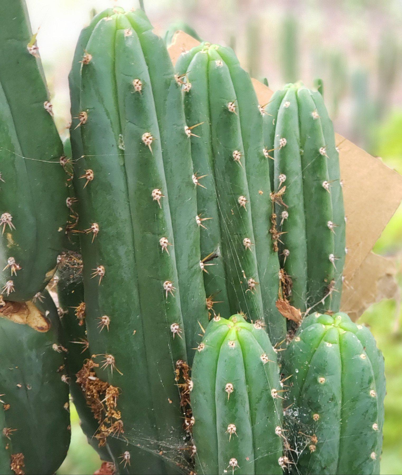 #EC132 EXACT Trichocereus Pachanoi Shongopamba Cactus cutting 6.5"-Cactus - Large - Exact-The Succulent Source