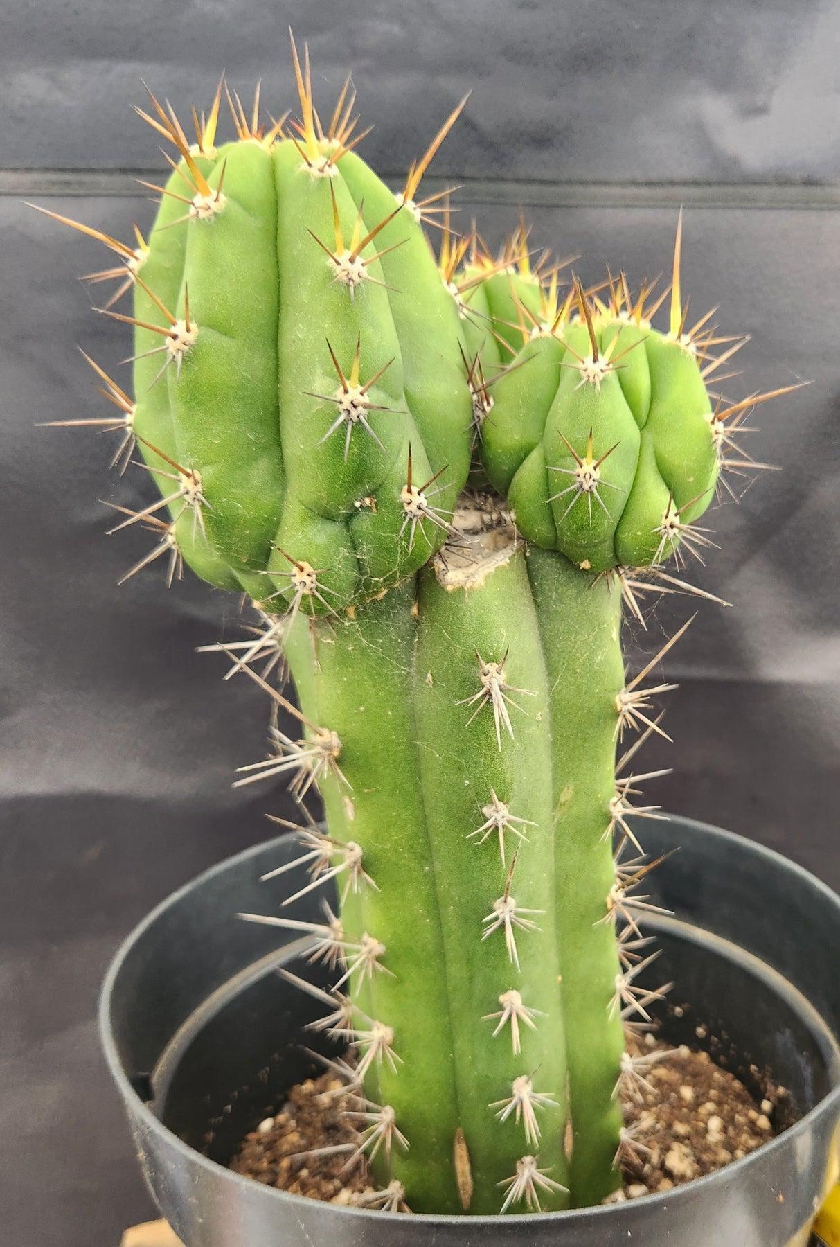 #EC132 EXACT Trichocereus Pachanoi Shongopamba OP Landrace Cactus cuttings & potted-Cactus - Large - Exact-The Succulent Source