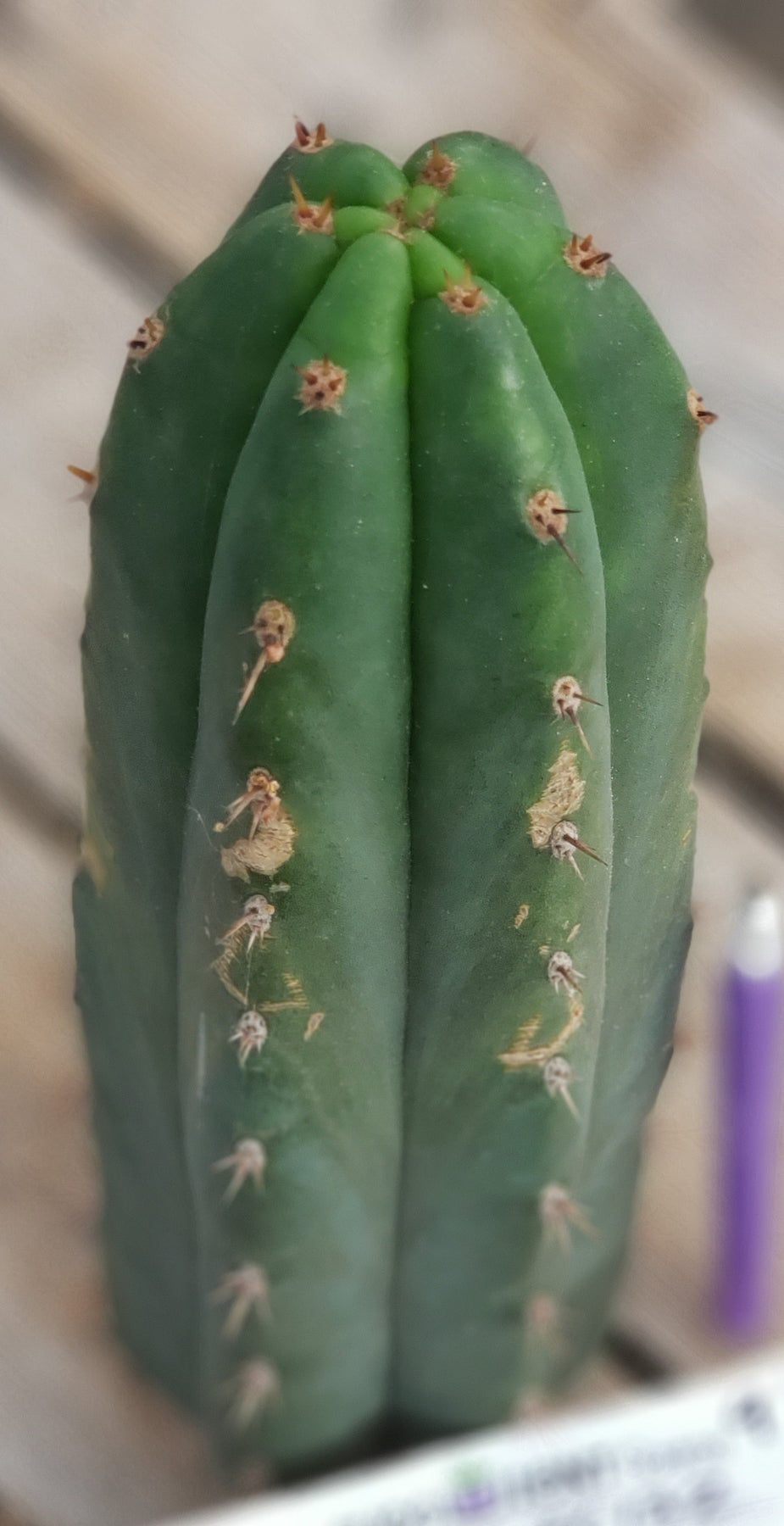 #EC132 EXACT Trichocereus Pachanoi Shongopamba OP Landrace Cactus cutting 9"-Cactus - Large - Exact-The Succulent Source