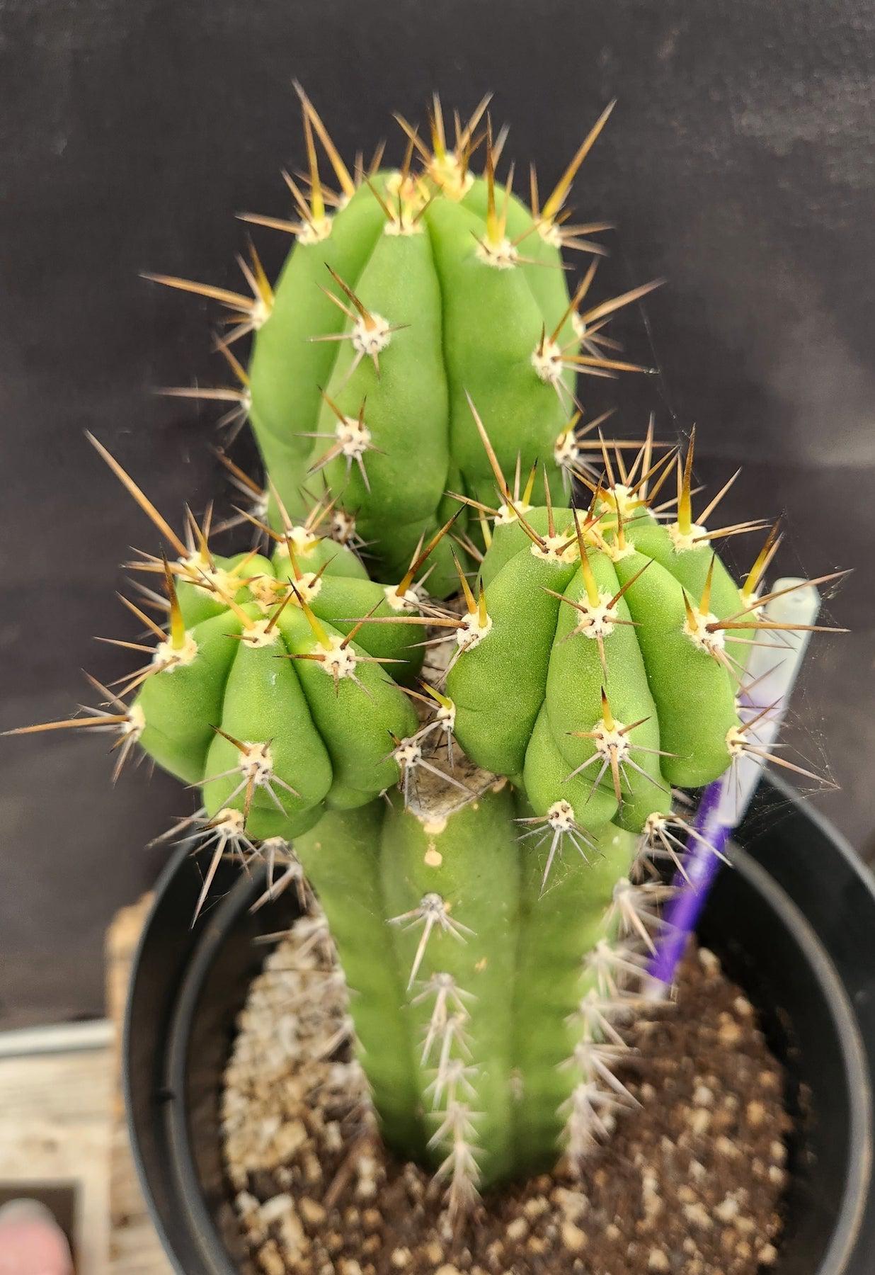 #EC132 EXACT Trichocereus Pachanoi Shongopamba OP Landrace Cactus cuttings & potted-Cactus - Large - Exact-The Succulent Source