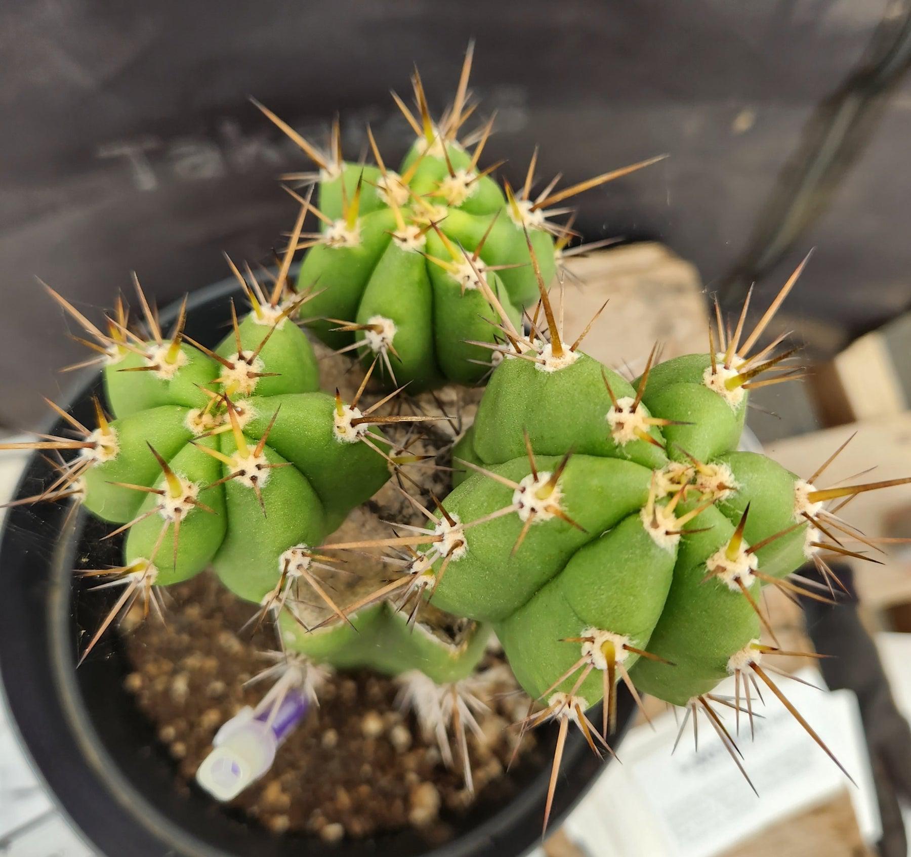 #EC132 EXACT Trichocereus Pachanoi Shongopamba OP Landrace Cactus cuttings & potted-Cactus - Large - Exact-The Succulent Source