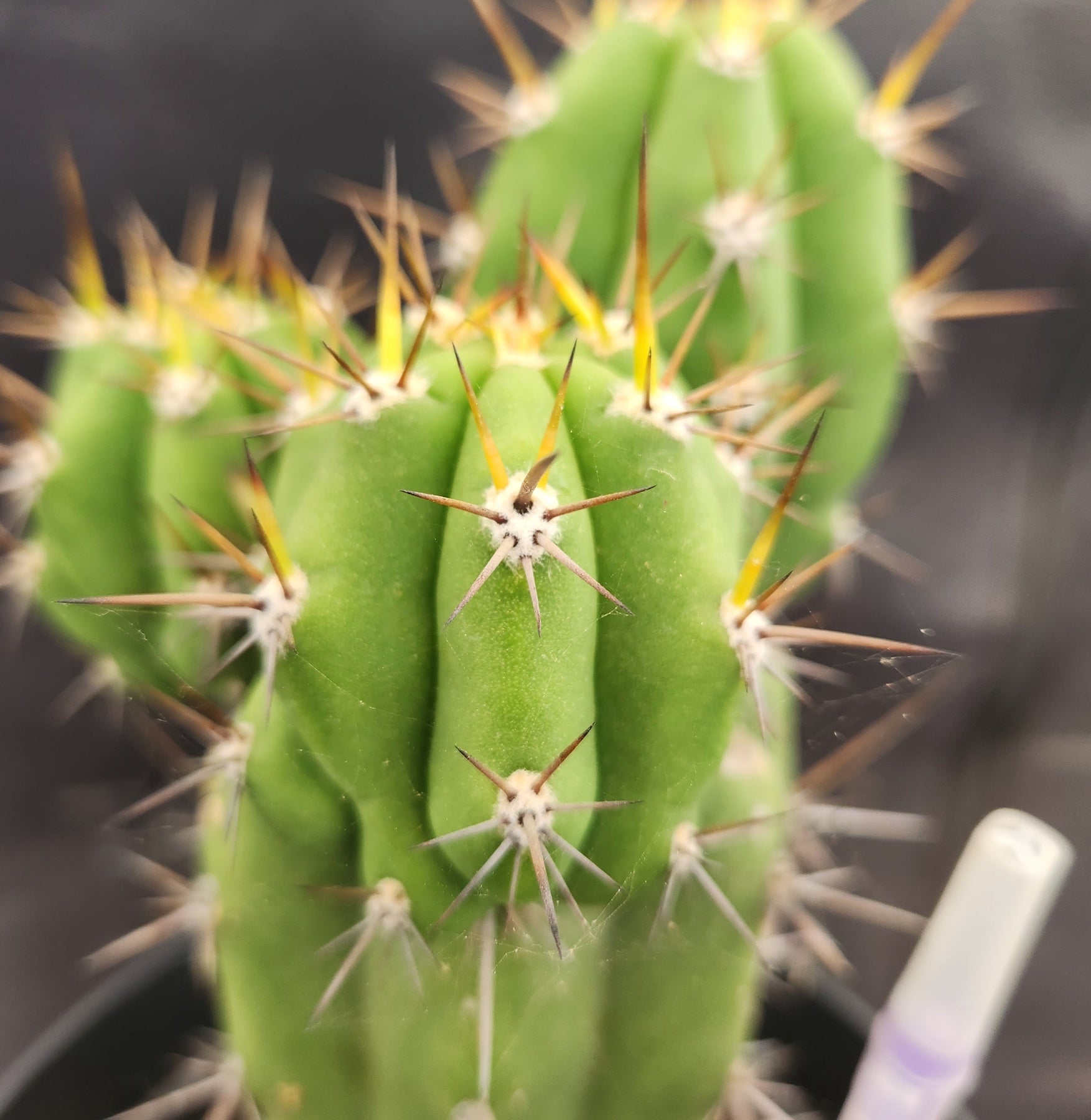 #EC132 EXACT Trichocereus Pachanoi Shongopamba OP Landrace Cactus cuttings & potted-Cactus - Large - Exact-The Succulent Source