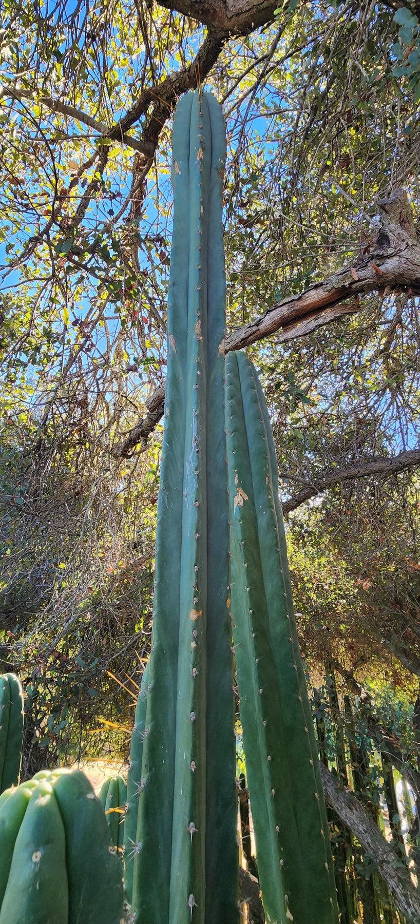 #EC132 EXACT Trichocereus Pachanoi Sohongopamba OP Landrace Cactus cuttings & potted-Cactus - Large - Exact-The Succulent Source