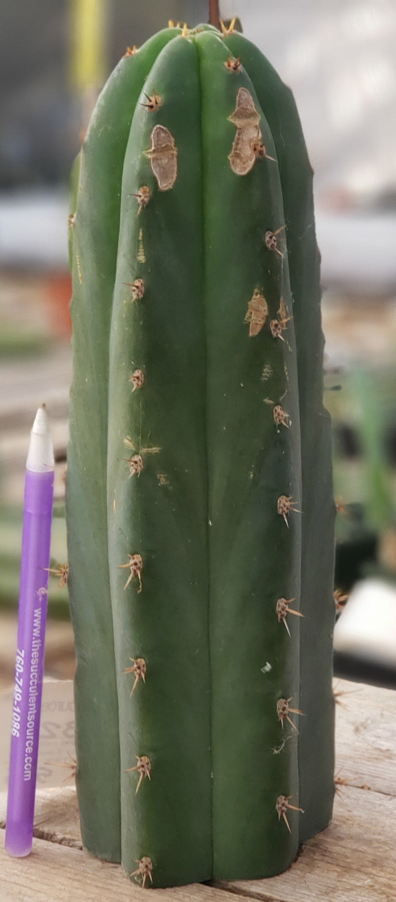 #EC132 EXACT Trichocereus Pachanoi Shongopamba OP Landrace Cactus cutting 9"-Cactus - Large - Exact-The Succulent Source