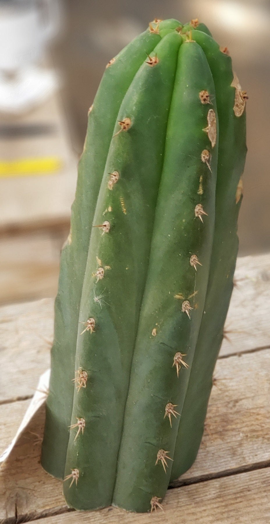 #EC132 EXACT Trichocereus Pachanoi Shongopamba OP Landrace Cactus cutting 9"-Cactus - Large - Exact-The Succulent Source