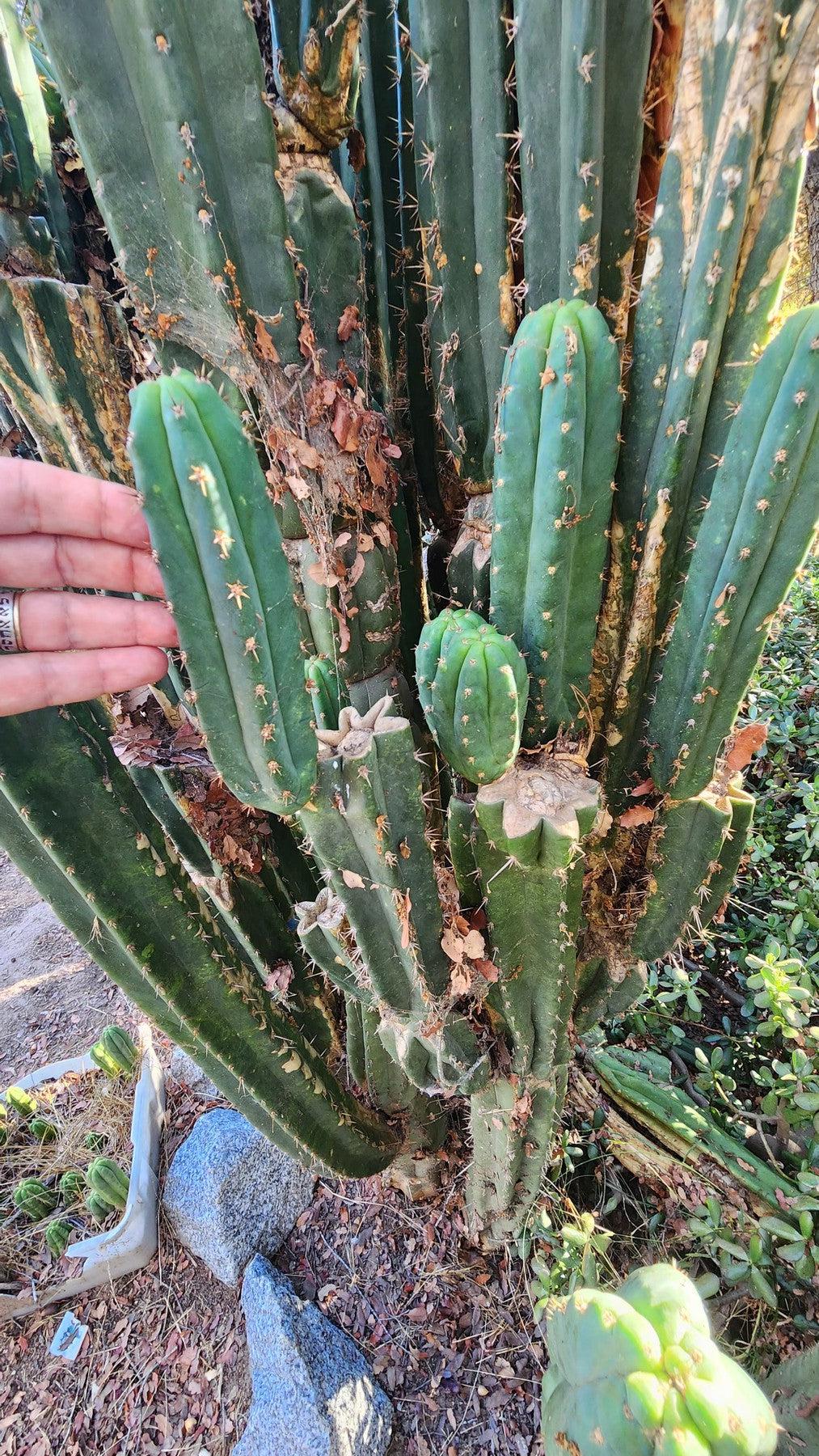 #EC132 EXACT Trichocereus Pachanoi Sohongopamba OP Landrace Cactus cuttings & potted-Cactus - Large - Exact-The Succulent Source