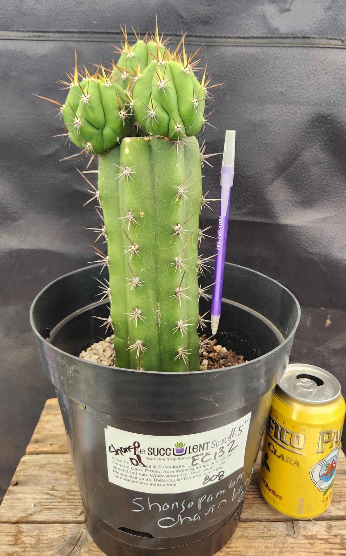 #EC132 EXACT Trichocereus Pachanoi Shongopamba OP Landrace Cactus cuttings & potted-Cactus - Large - Exact-The Succulent Source