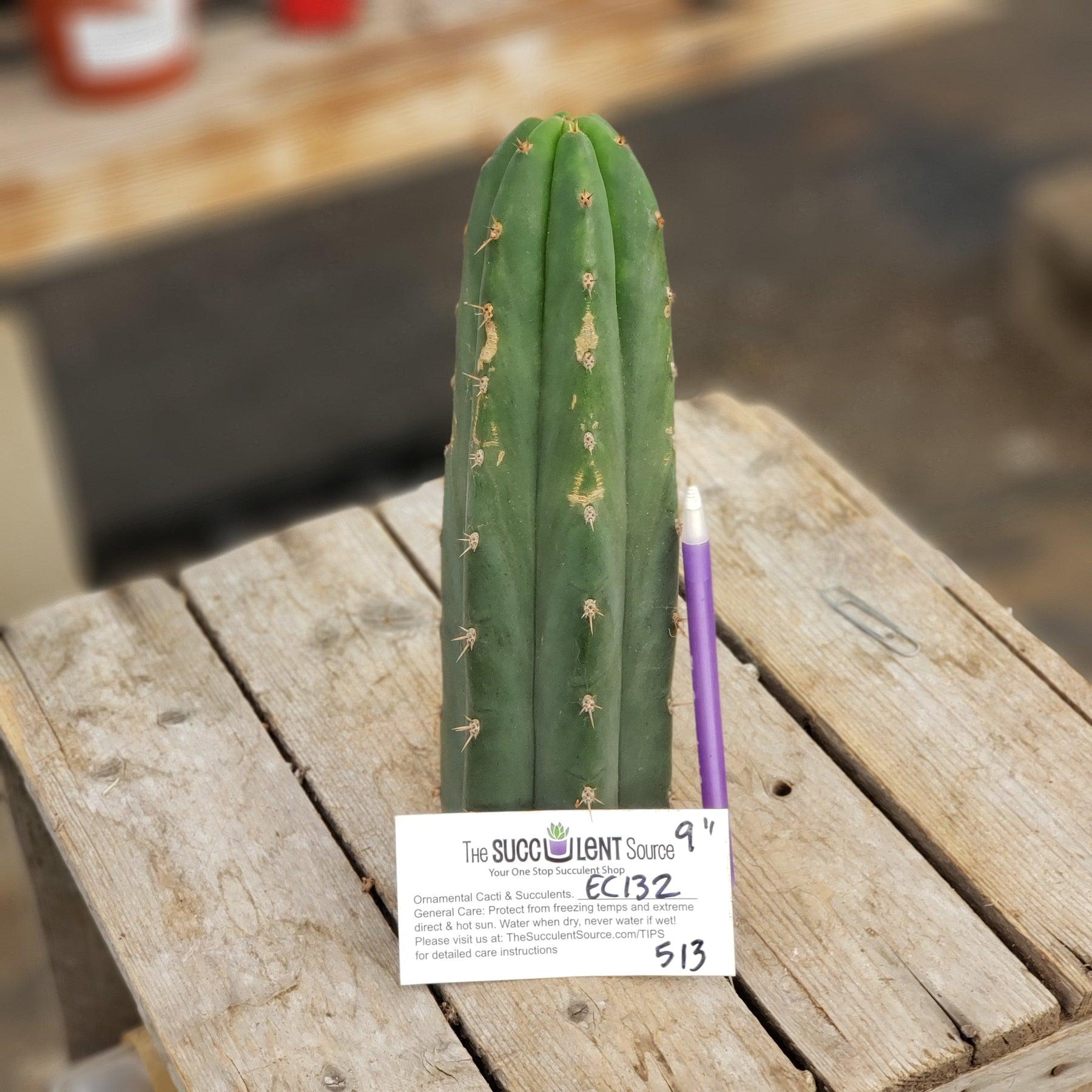 #EC132 EXACT Trichocereus Pachanoi Shongopamba OP Landrace Cactus cutting 9"-Cactus - Large - Exact-The Succulent Source