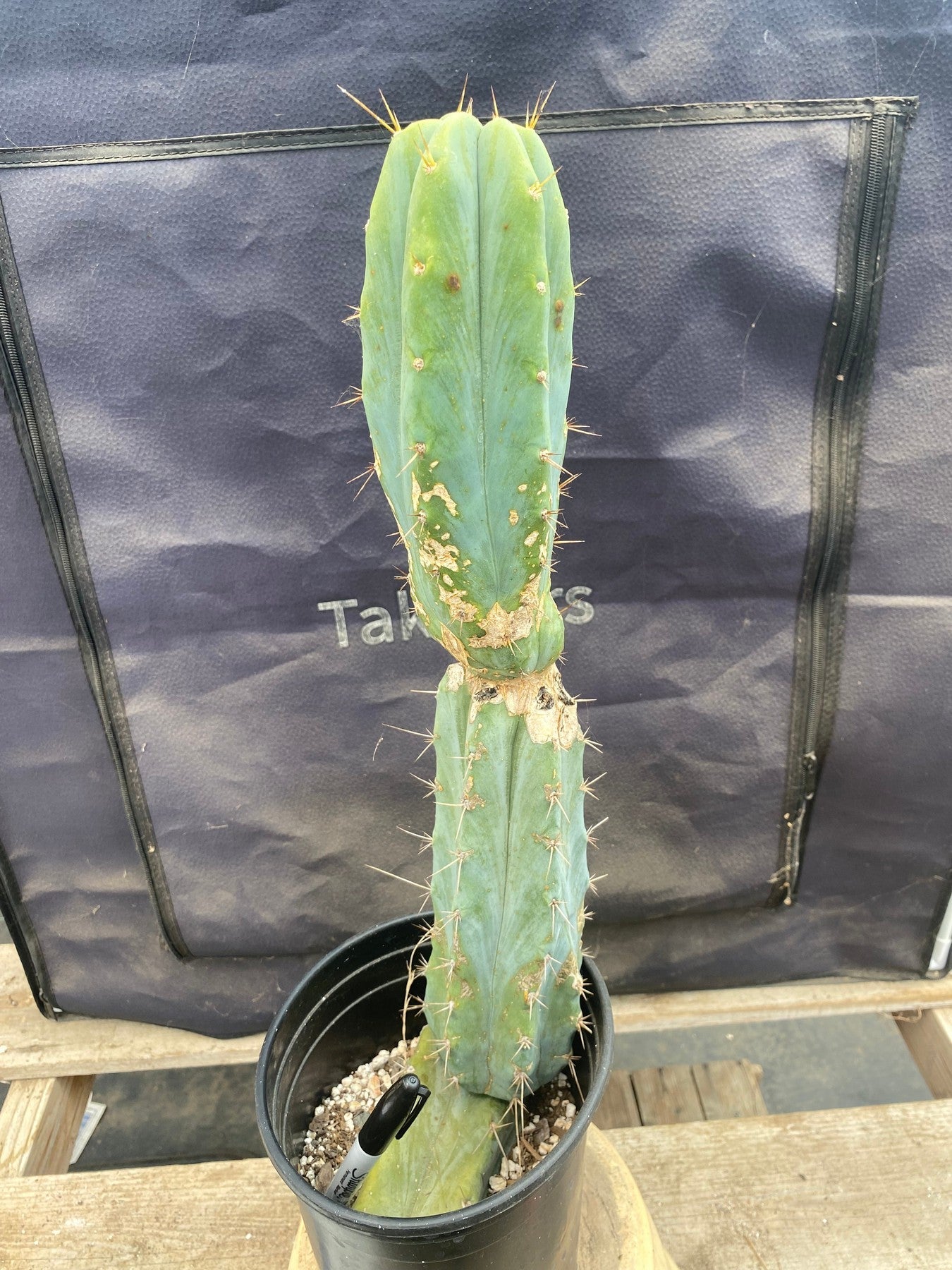 #EC135 EXACT Trichocereus Lost Label Cactus 18”-Cactus - Large - Exact-The Succulent Source