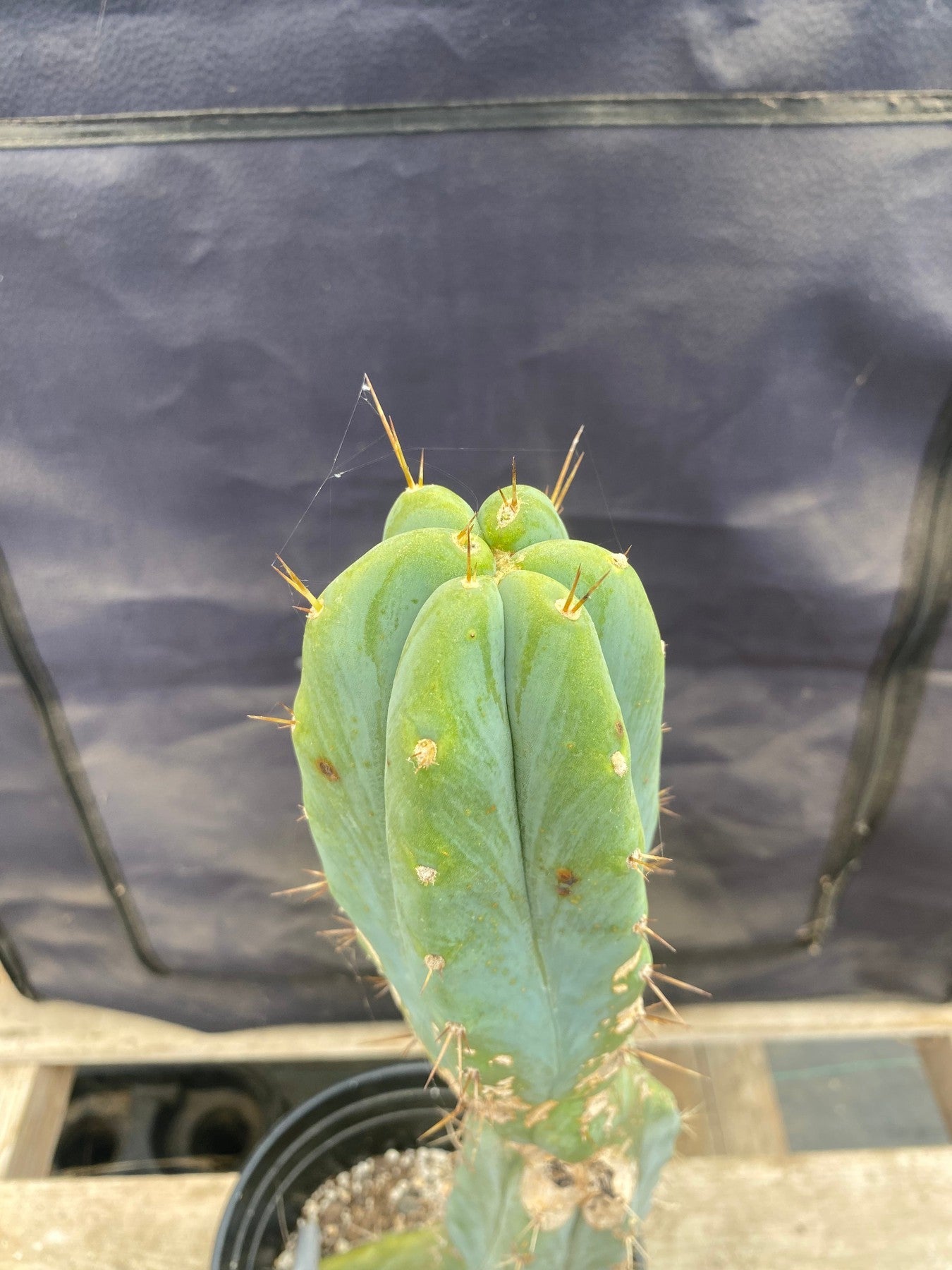 #EC135 EXACT Trichocereus Lost Label Cactus 18”-Cactus - Large - Exact-The Succulent Source