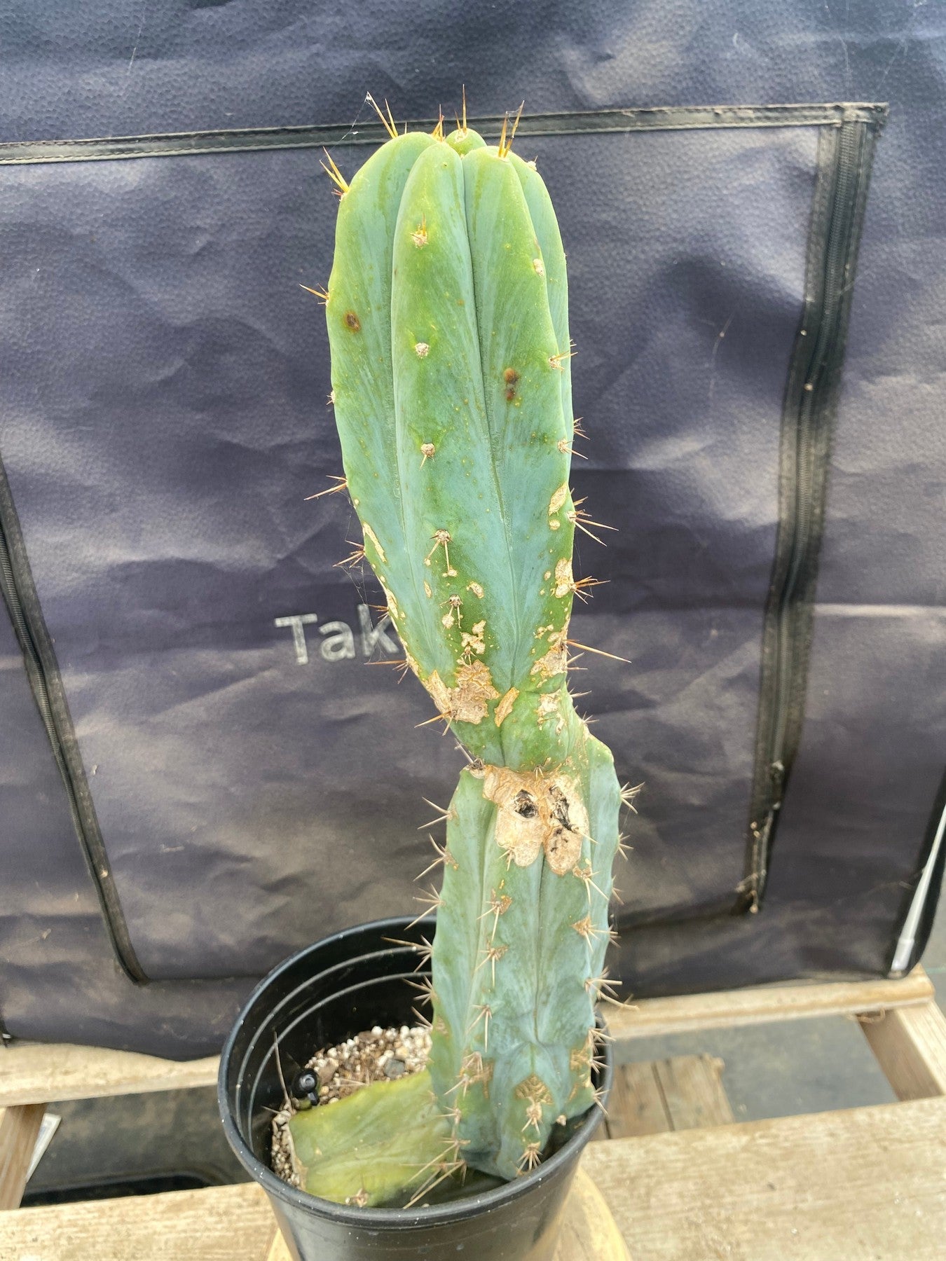 #EC135 EXACT Trichocereus Lost Label Cactus 18”-Cactus - Large - Exact-The Succulent Source