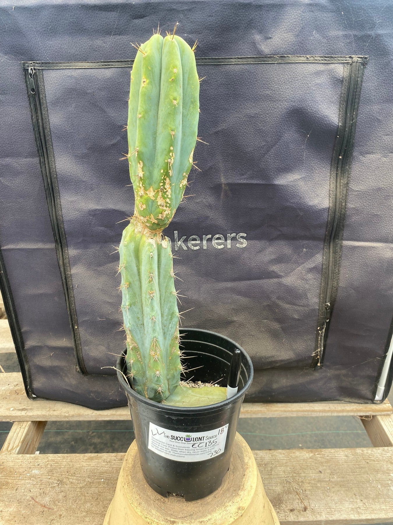 #EC135 EXACT Trichocereus Lost Label Cactus 18”-Cactus - Large - Exact-The Succulent Source