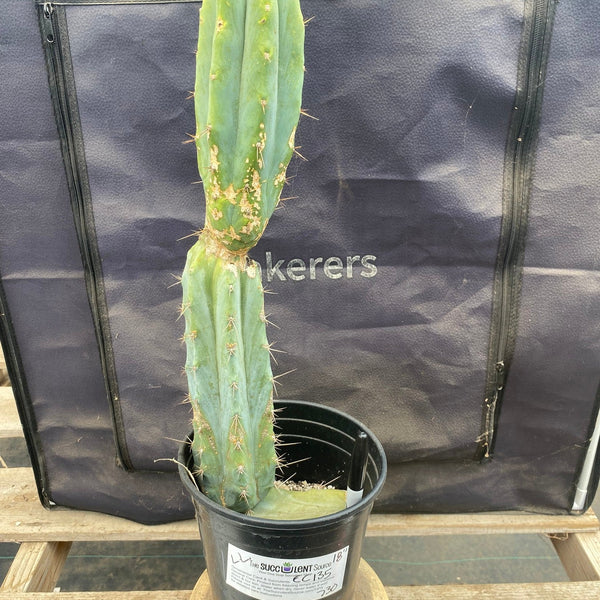 #EC135 EXACT Trichocereus Lost Label Cactus 18”