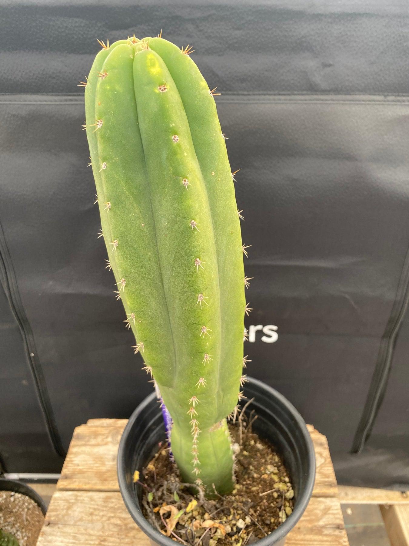 #EC135 EXACT Trichocereus Pachanoi Lost Label hybrid Cactus 14”-Cactus - Large - Exact-The Succulent Source