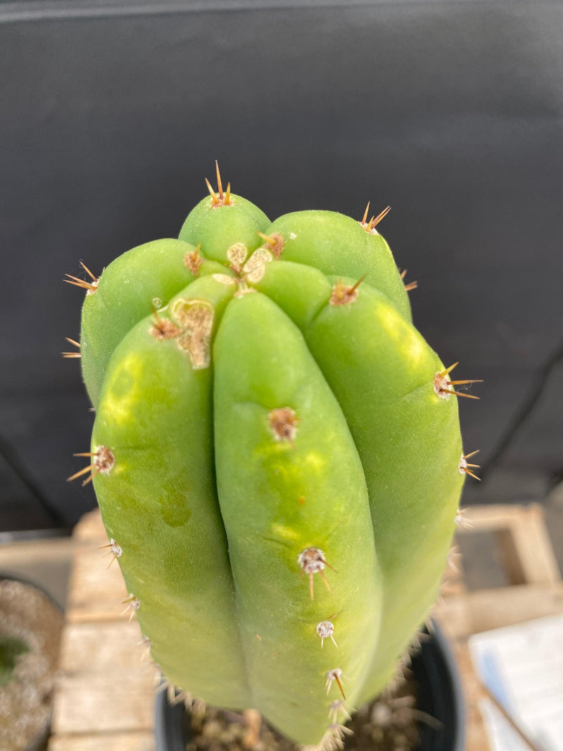 #EC135 EXACT Trichocereus Pachanoi Lost Label hybrid  Cactus 14”