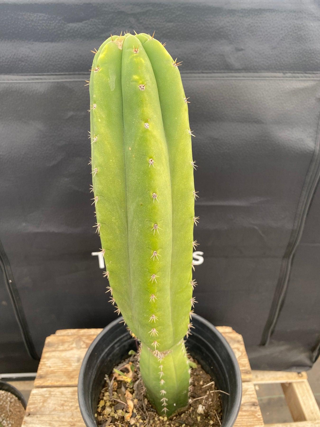 #EC135 EXACT Trichocereus Pachanoi Lost Label hybrid Cactus 14”-Cactus - Large - Exact-The Succulent Source