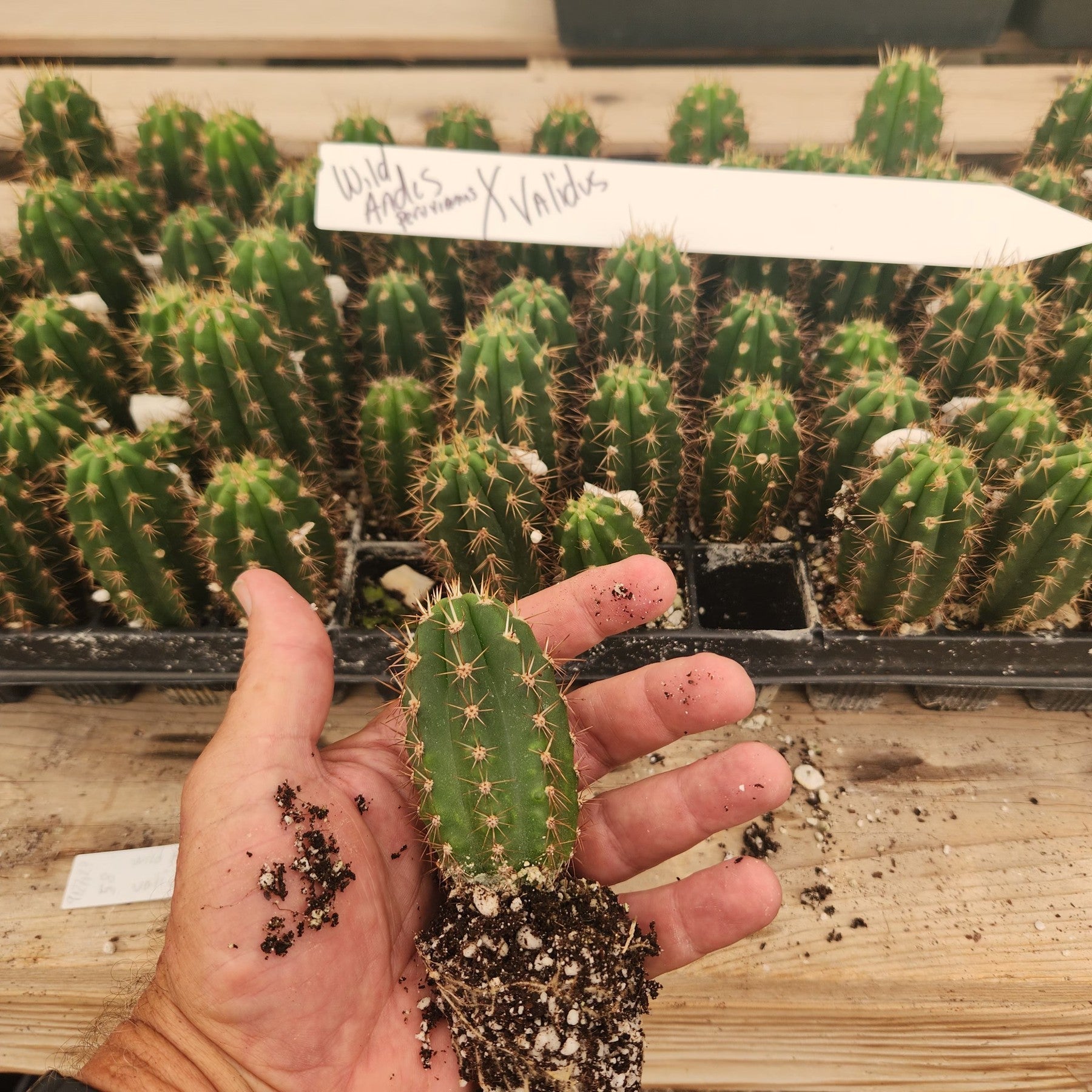 #EC137 EXACT Trichocereus Hybrid Peruvianus Wild Andes X Validus Cactus Seedling 2-3"-Cactus - Large - Exact-The Succulent Source