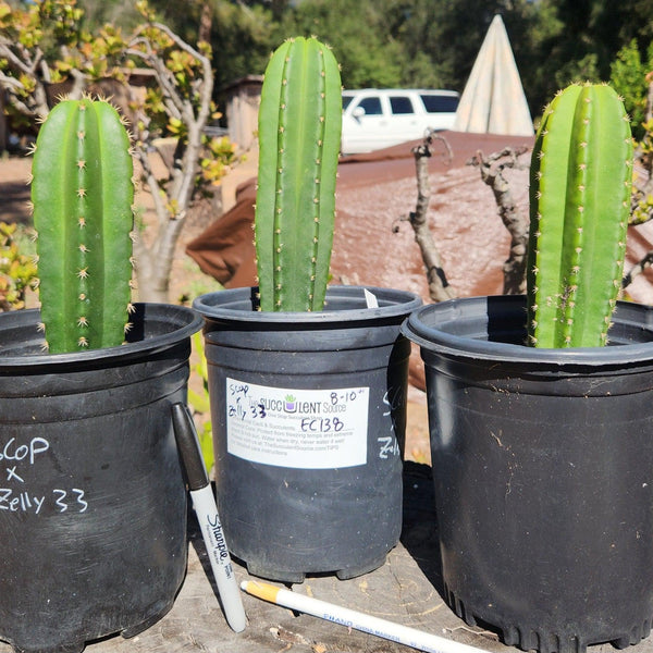 San Pedro Cactus for Sale Trichocereus - #EC138 EXACT Trichocereus